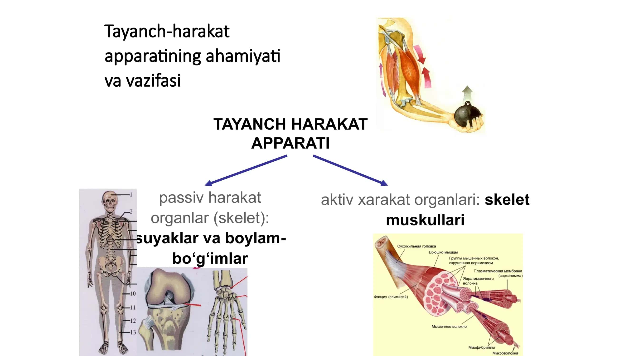 Tayanch harakat apparatining yoshga bog‘liq xususiyatlari 3
