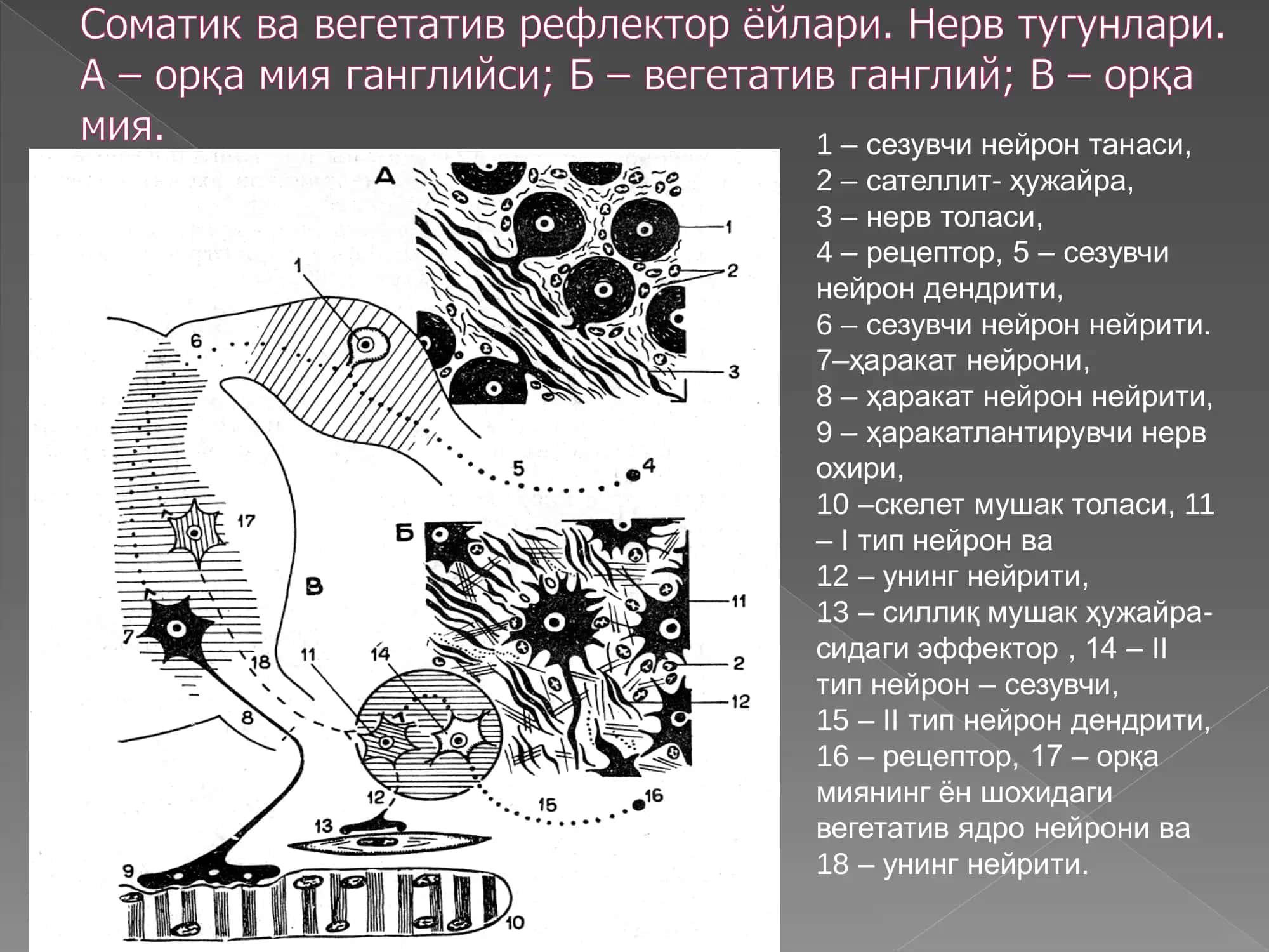 Нерв системаси 3