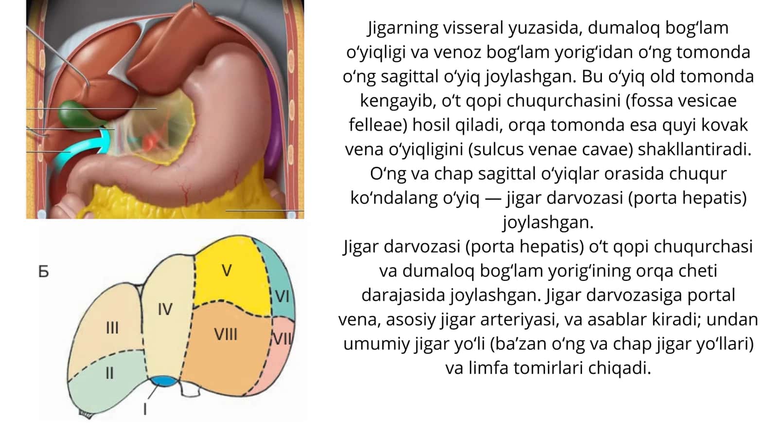 Jigar anatomiyasi 3