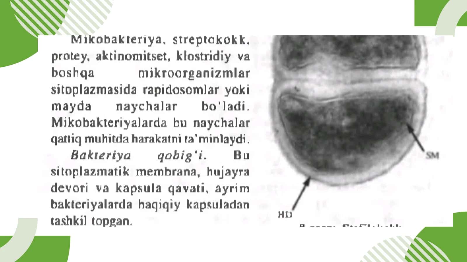 STREPTAKOKKUS PNEUMONIA 3