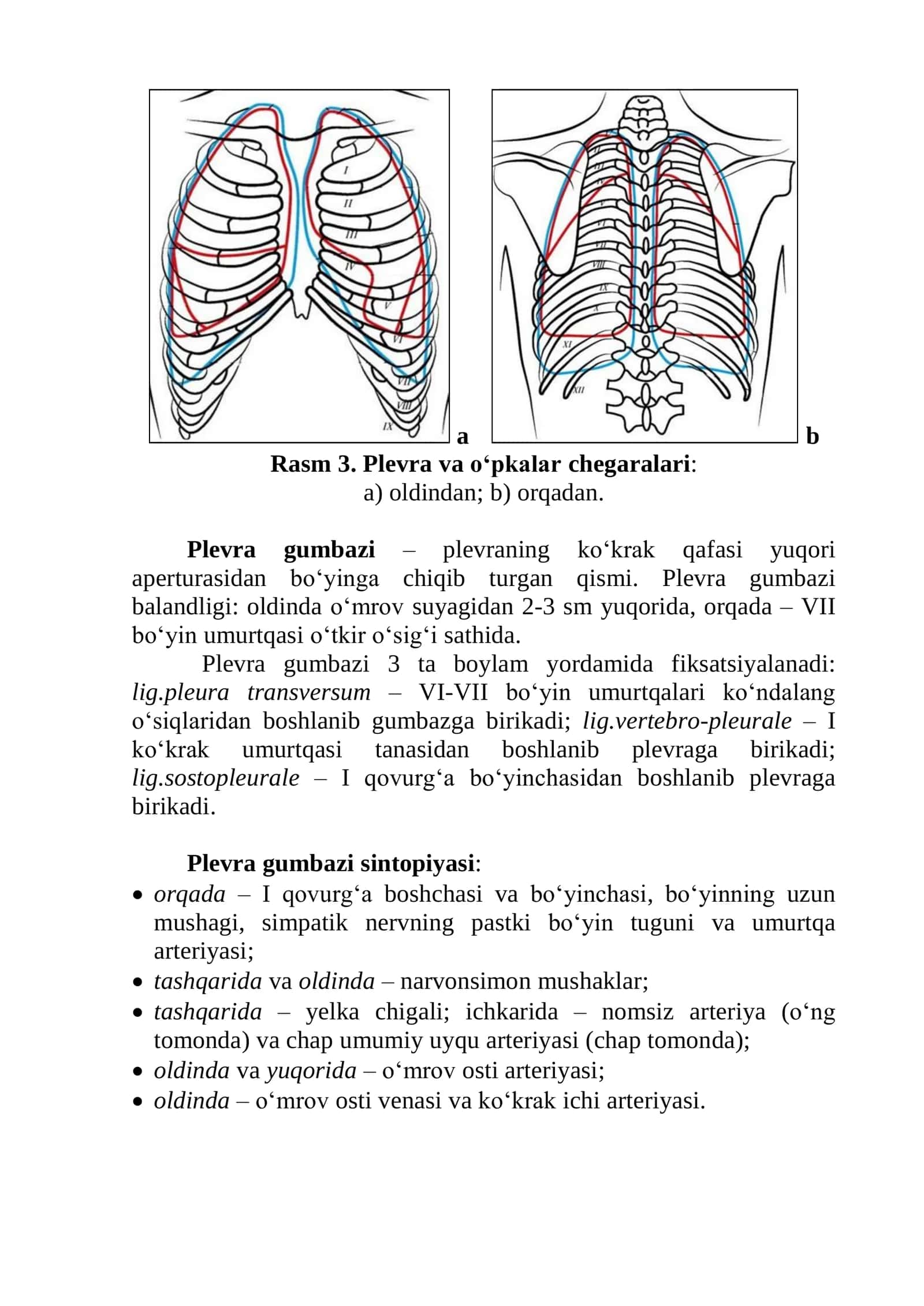 Plevra va oʻpkalar topografiyasi 3