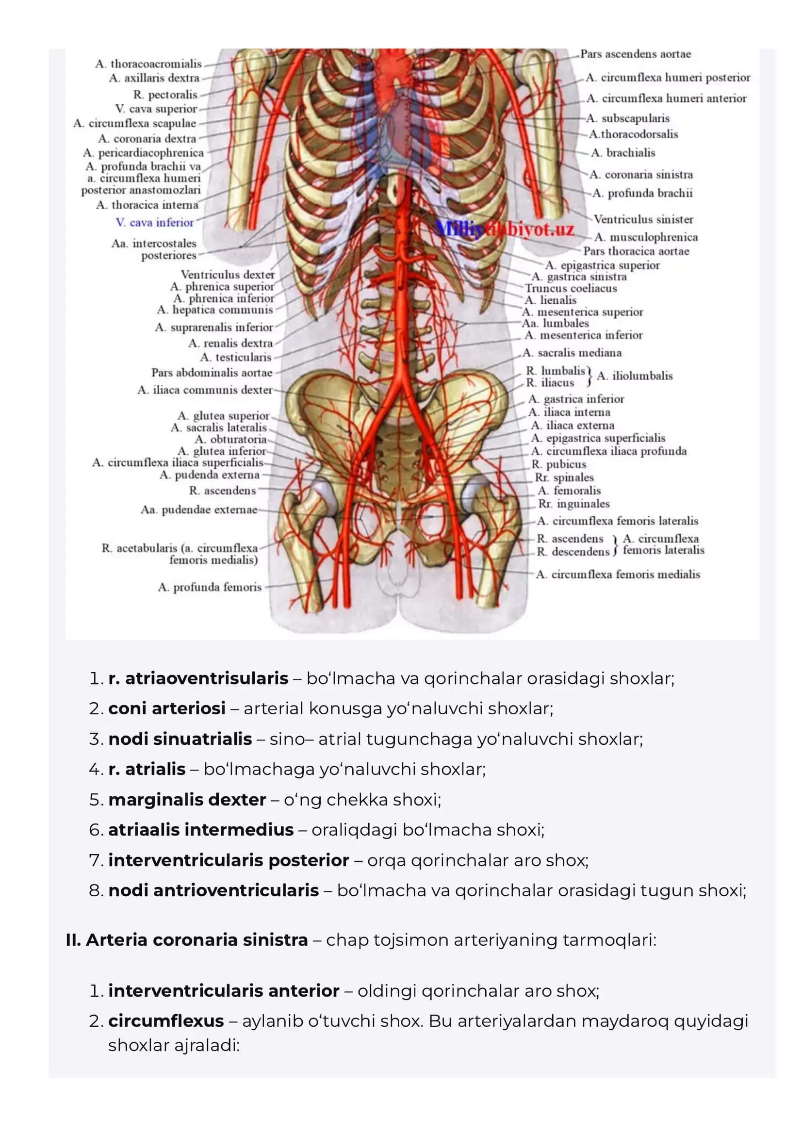 Katta qon aylanish doirasining arteriyalari Aorta Pastga tushuvchi aorta Kukrak aortas 3