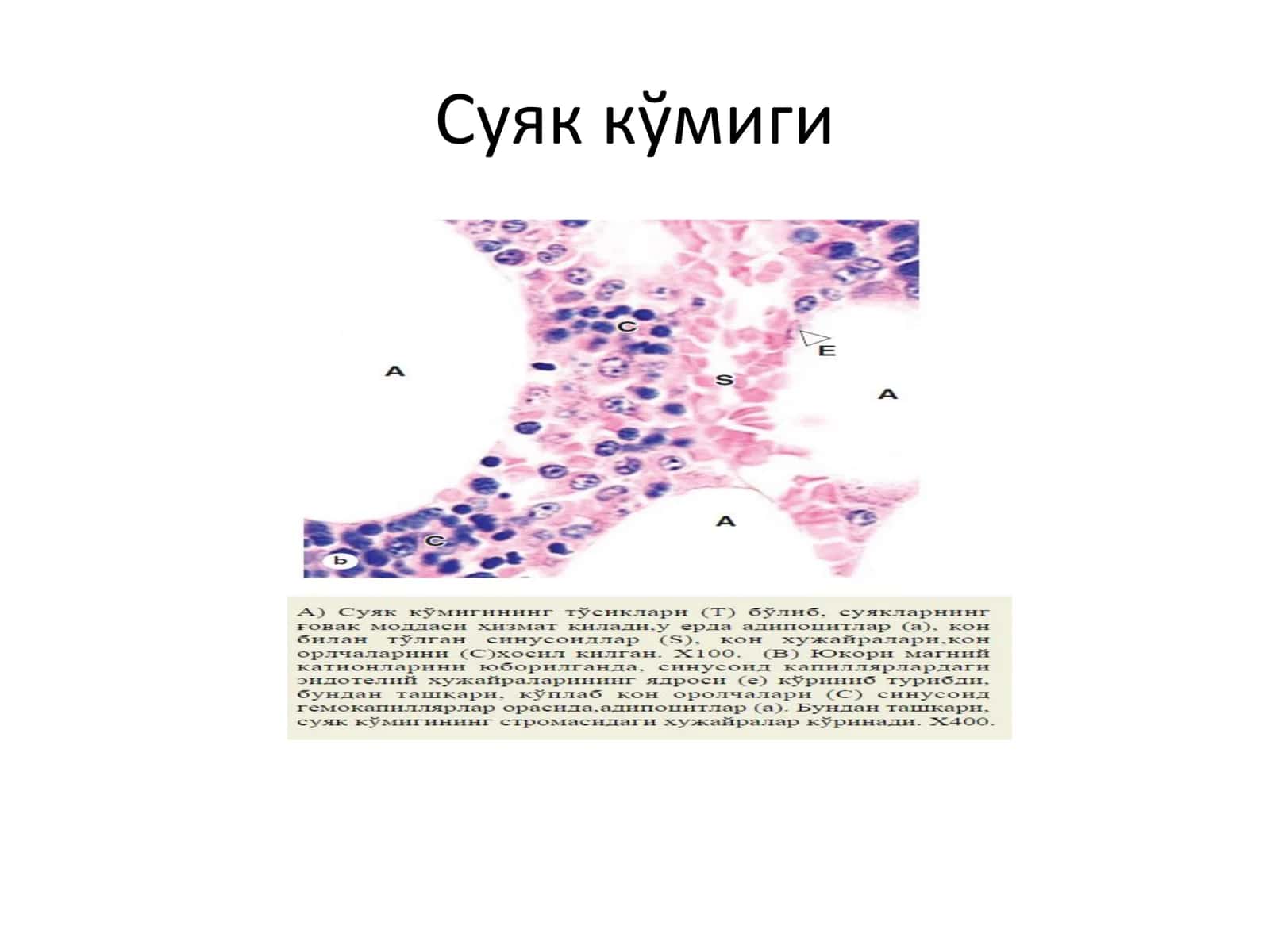 Марказий қон яратувчи аъзолар 3