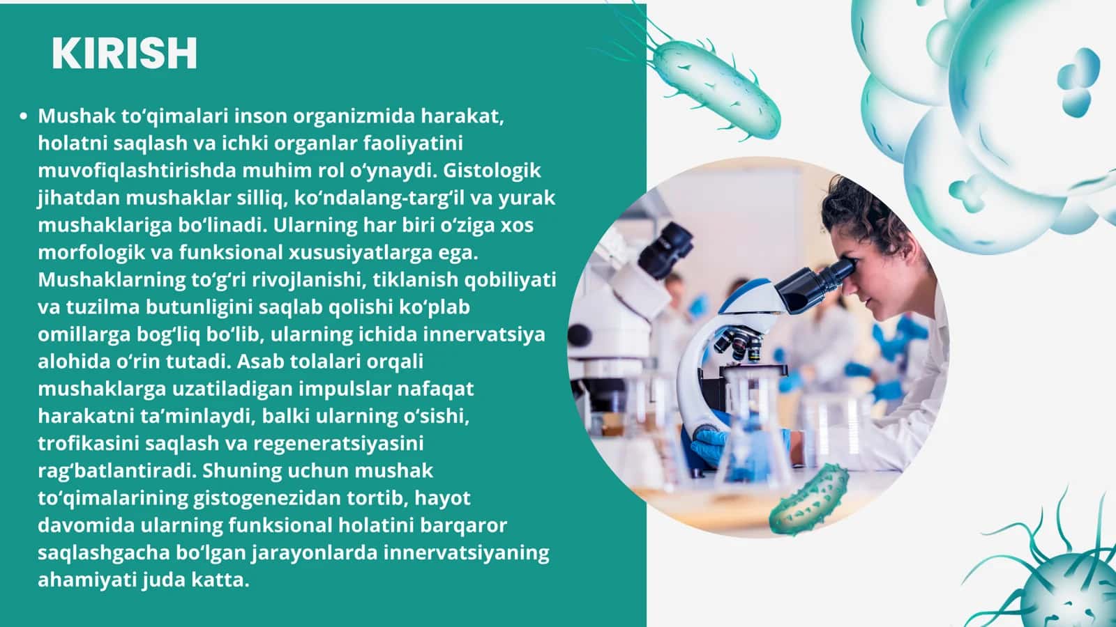 Mushaklarning taraqqiyoti, regeneratsiyasi va strukturaviy butunligini saqlanishida innervatsiyasining ahamiyati 3