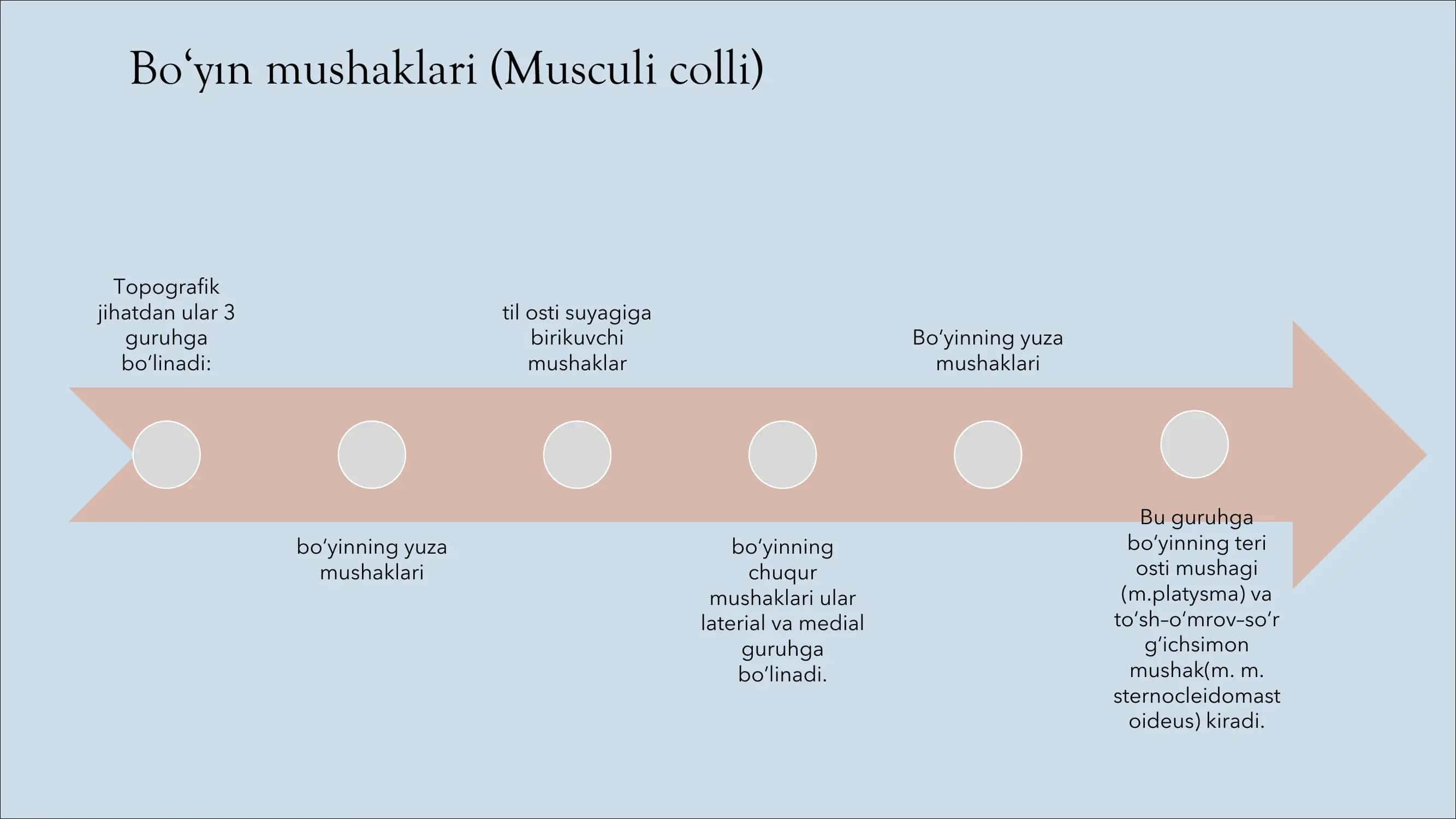 bo'yin mushaklari. Bosh mushaklari. chaynov va mimika mushaklari. Ularning yoshga doir xususiyatlari 3