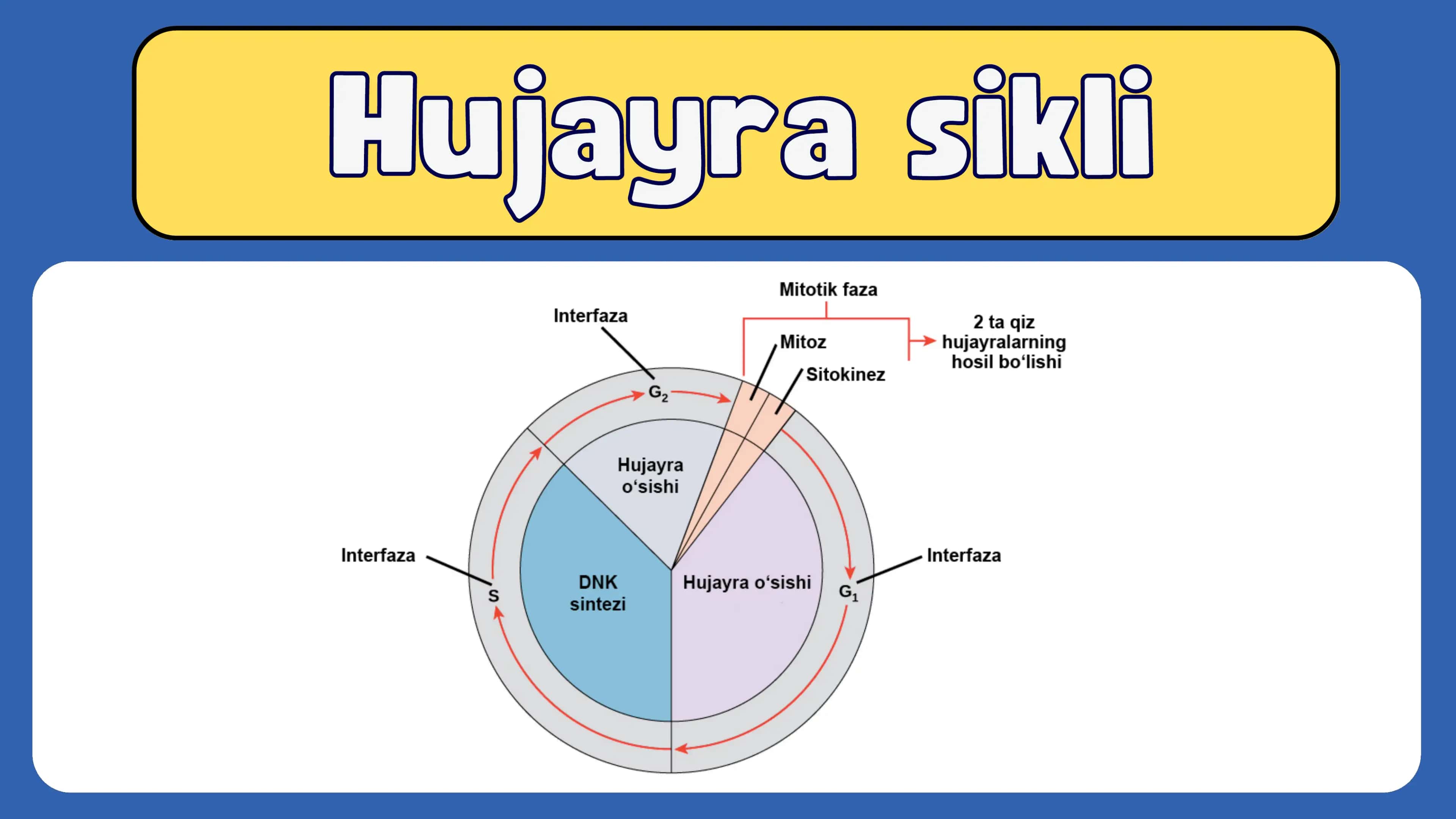 Hujayra sikli 3