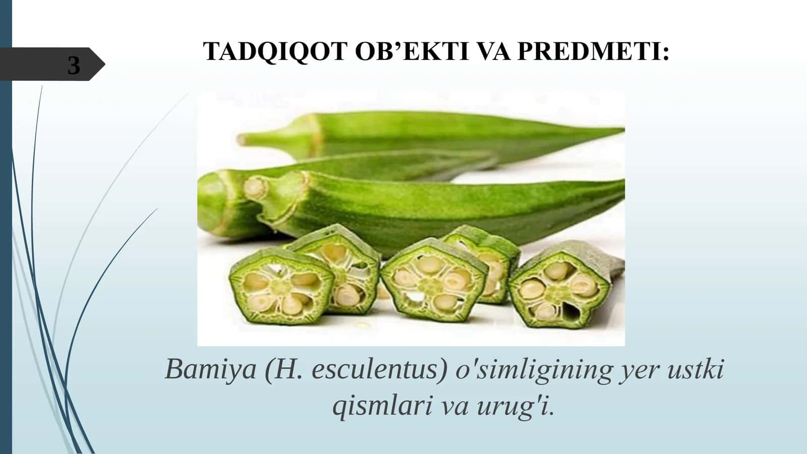 BAMIYA (HIBISCUS ESCULENTUS L.) O’SIMLIGINI IN VITRO SHAROITDA O’STIRISH TEXNOLOGIYASINI YARATISH 3