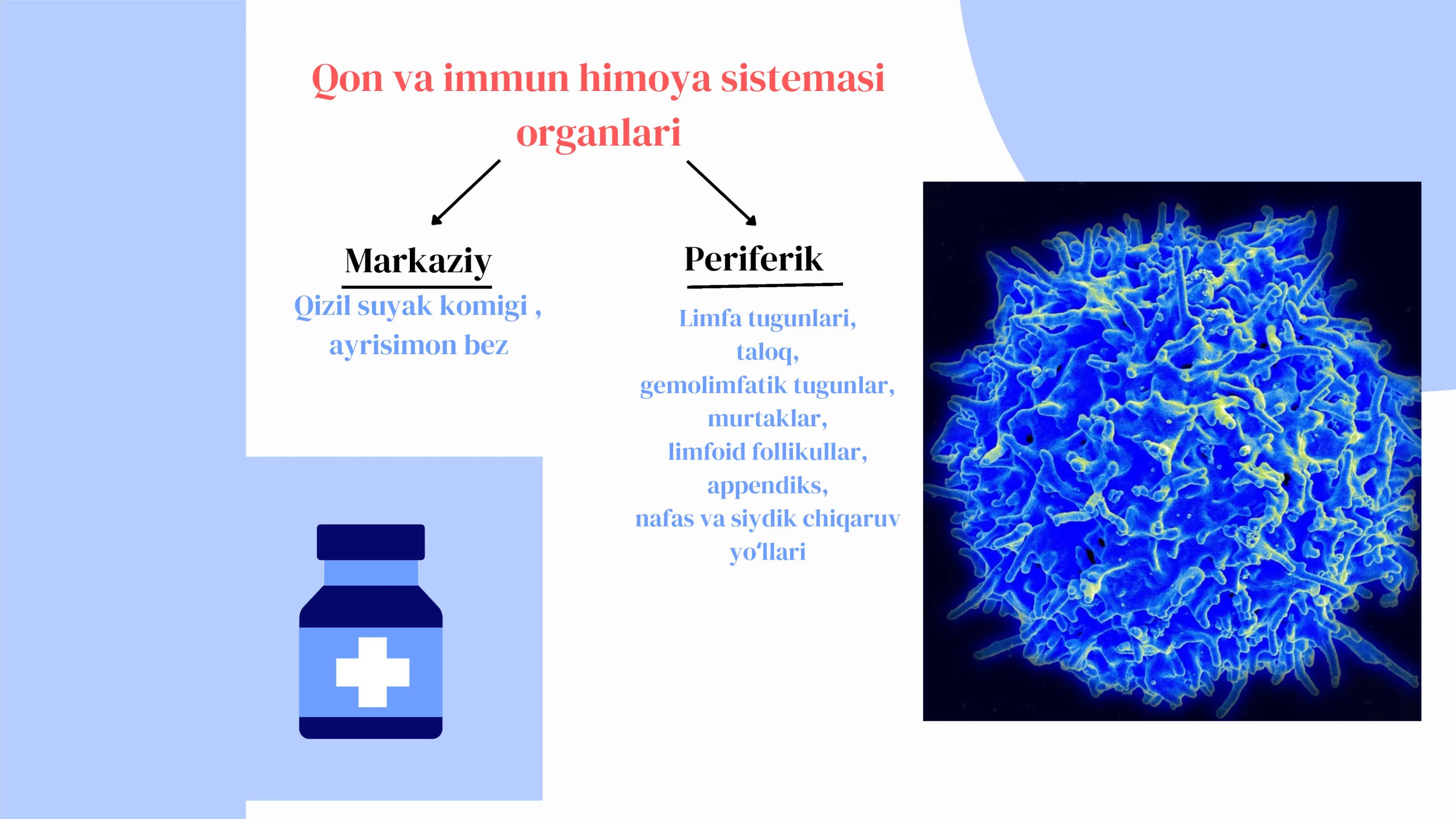 Markaziy qon yaratuvchi Va immun-himoya a’zolari 3
