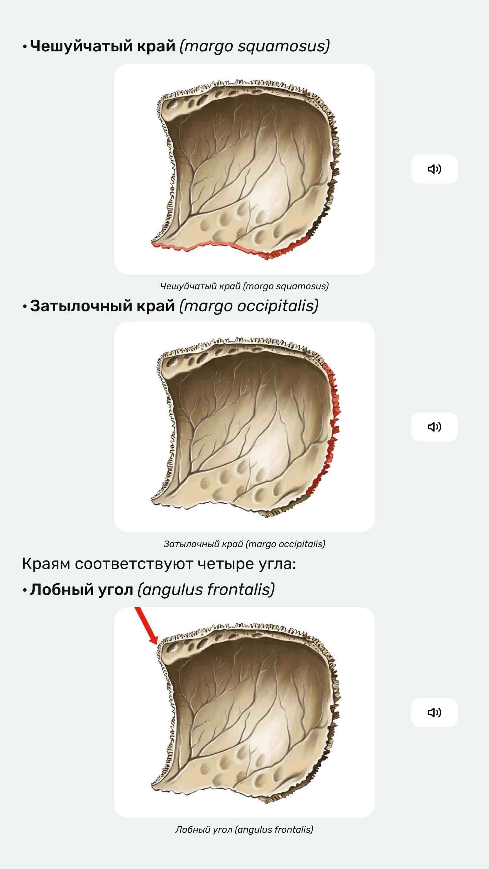 Анатомия теменной кости 3
