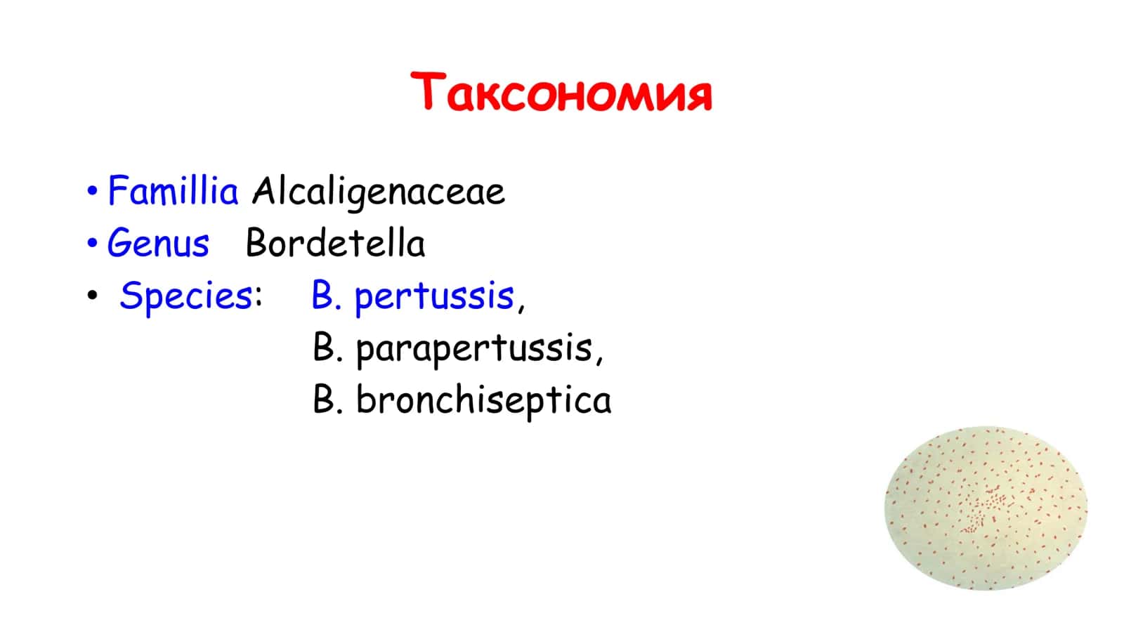 Коклюш. Гемофильная инфекция 3