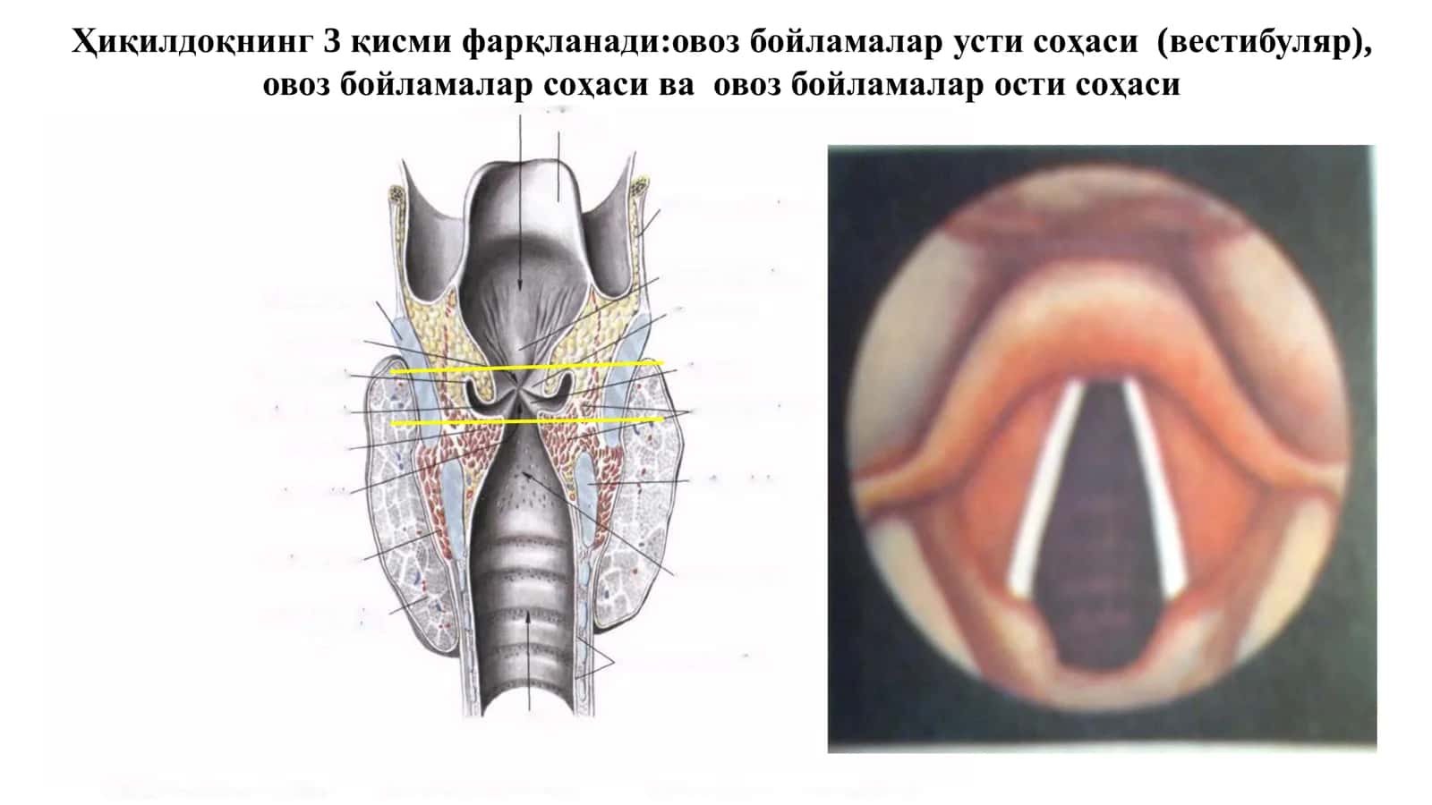 ҲИҚИЛДОҚ РАКИ -С32: ЭТИОПАТОГЕНЕЗ, ДИАГНОСТИКА ВА ДАВОЛАШ УСУЛЛАРИ 3