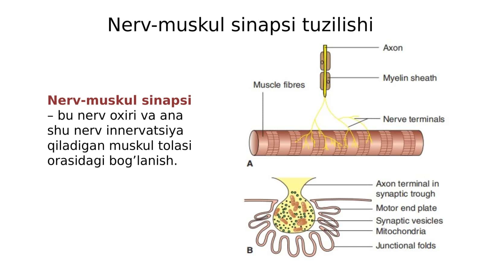 Skelet muskuli, Silliq muskullarda Tinchlik va qo`zg`alish potensiyallari 3