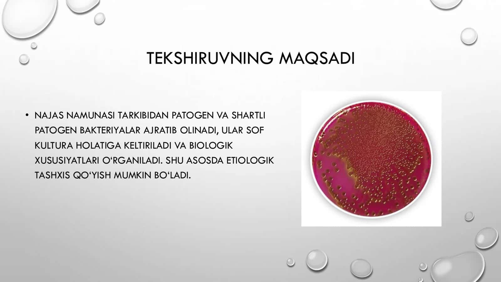 Differentsial`-diagnostik (Endo, Levina, Ploskireva, VSA) muxitlariga najasni ekish 3
