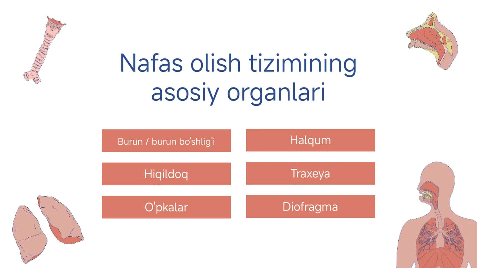 Nafas a’zolari tizimining anatomiyasi, fiziologiyasi va patologiyasi 3