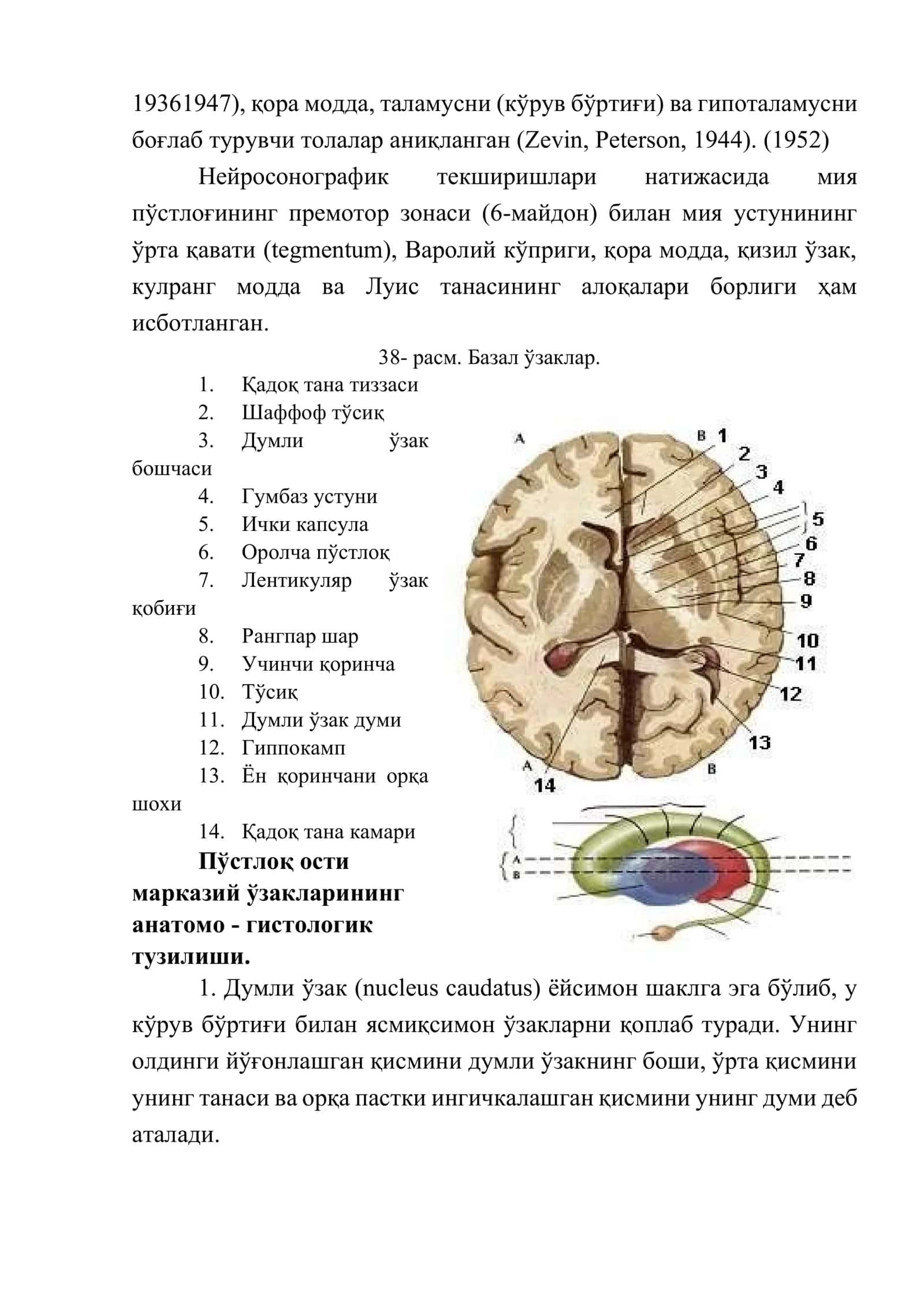 Экстрапирамида тизими - тузилиши, вазифаси, патологияси 3