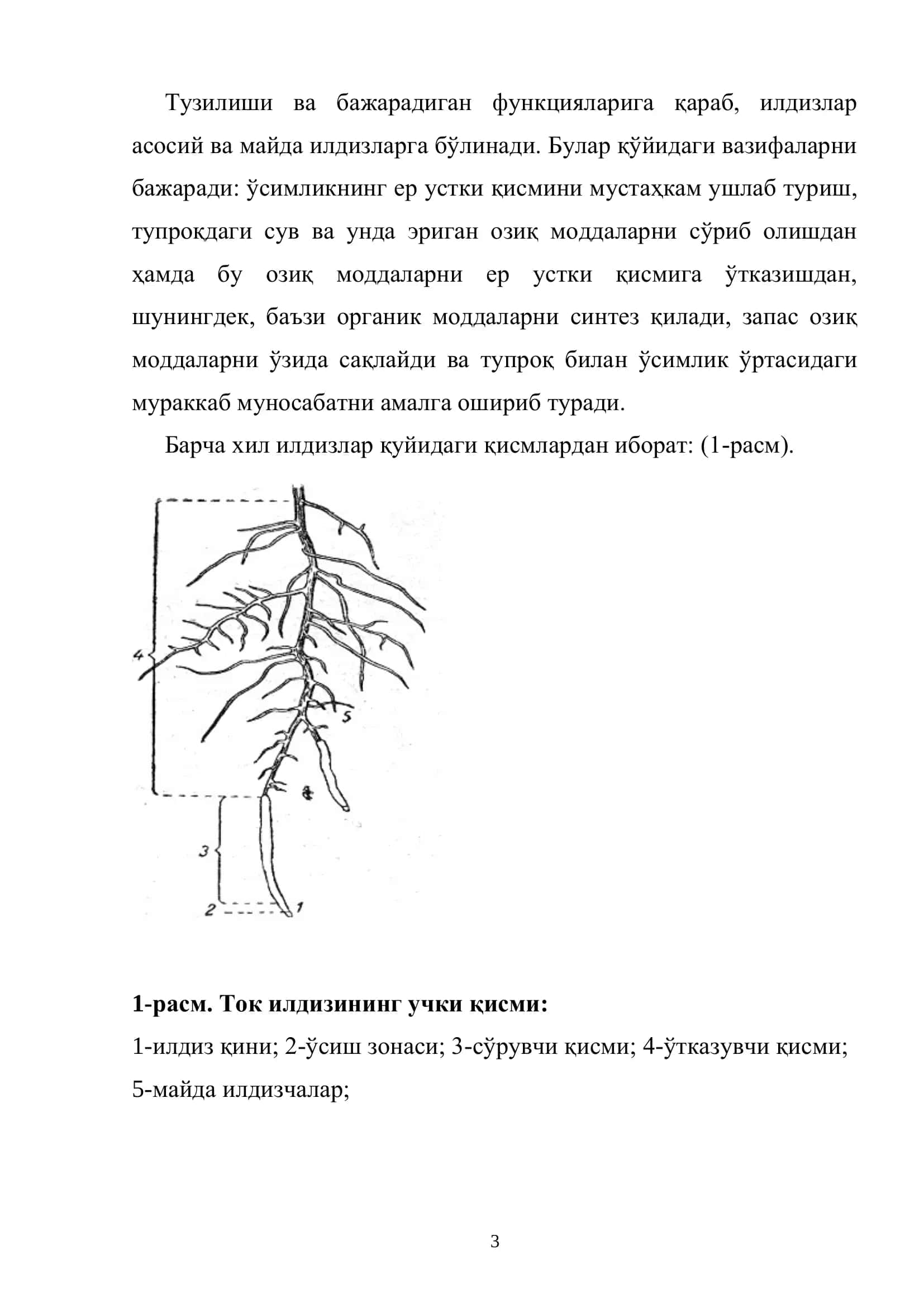 Ток илдизининг морфологик ва анатомик тузилиши 3