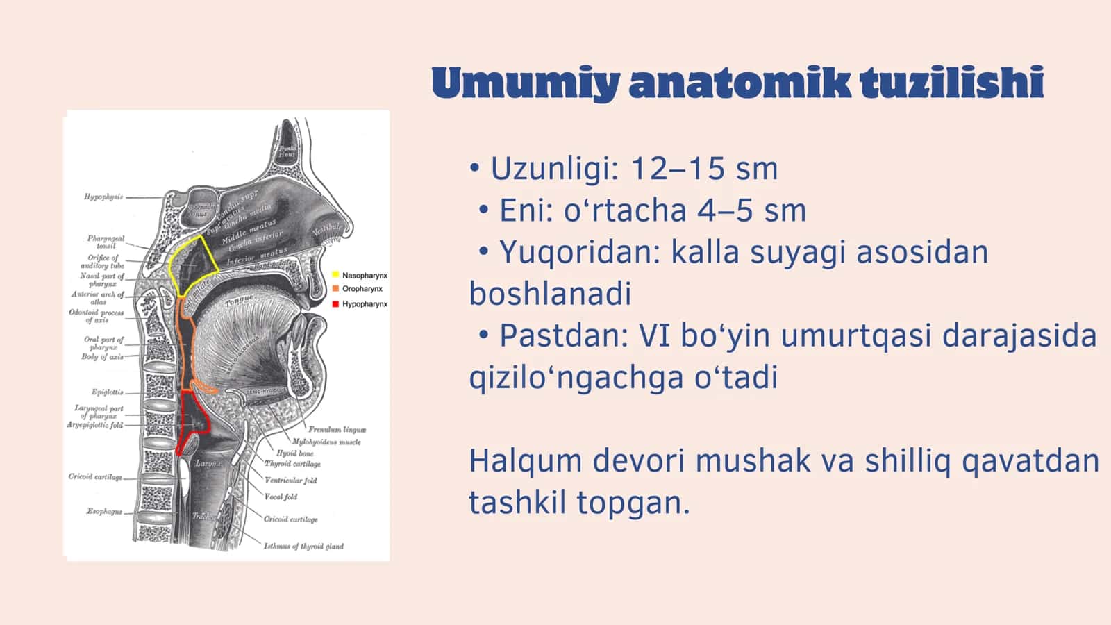 Halqum anatomik tuzilishi fiziologiyasi va tekshirish usullari 3