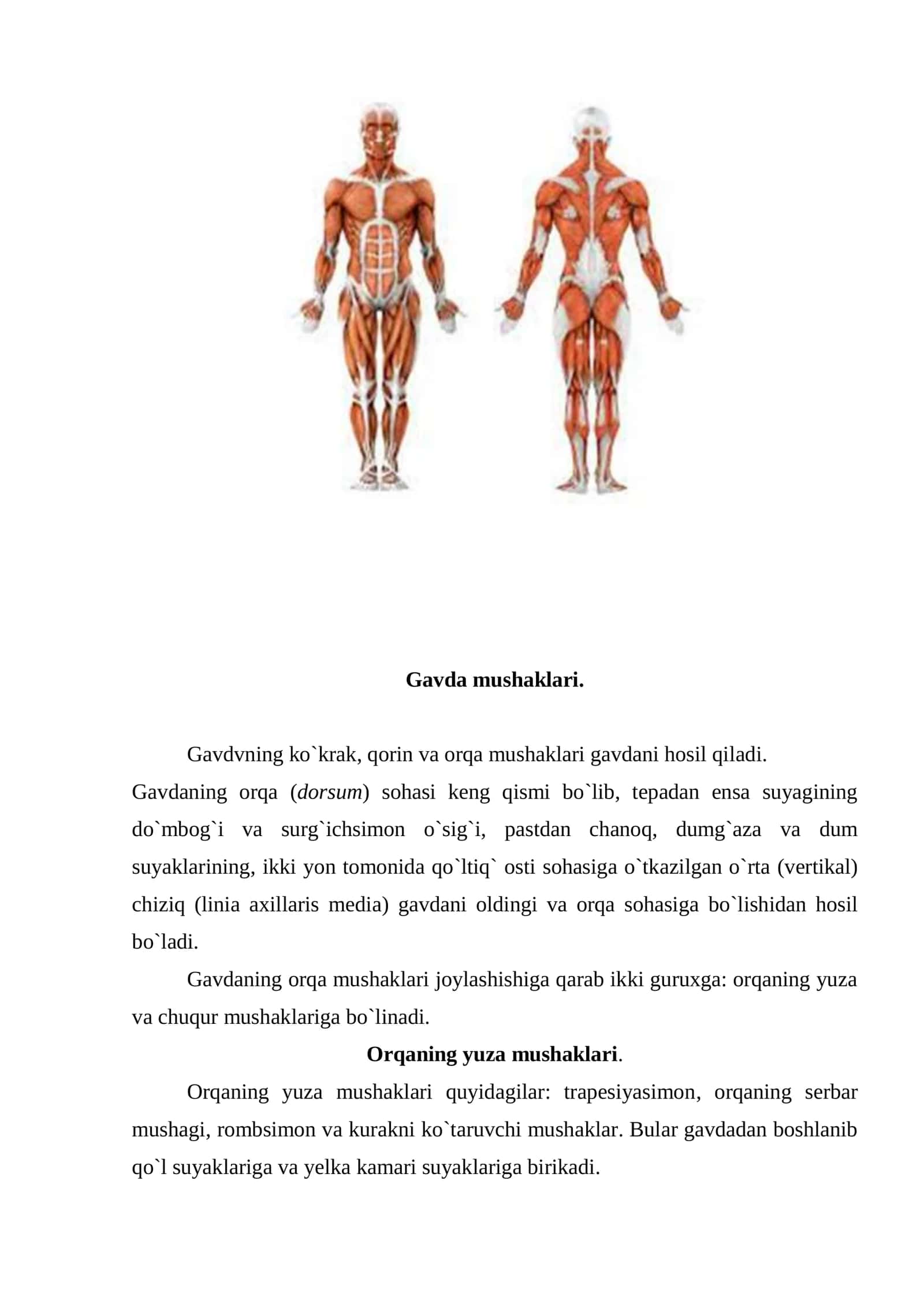 Gavda mushaklari orqa mushaklar guruhi 3