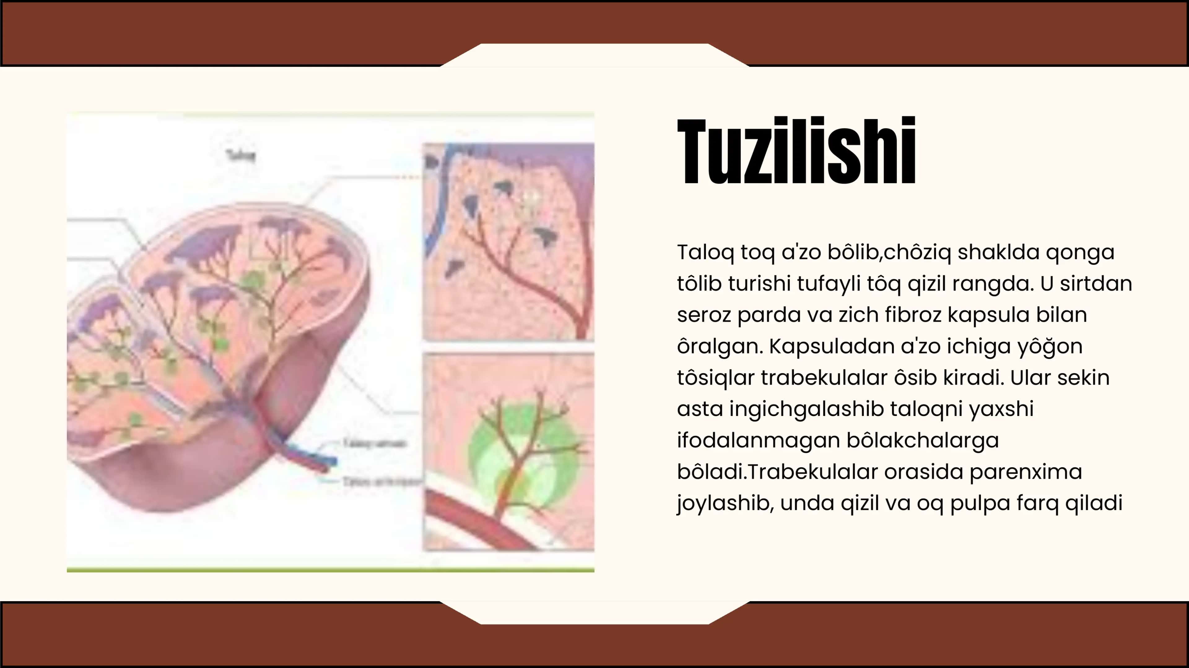 TALOQNING TUZILISHI.IMMUNOMORFOLOGIYA 3