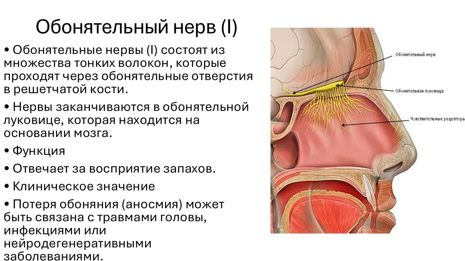 Нервы черепа: пары нервов 3