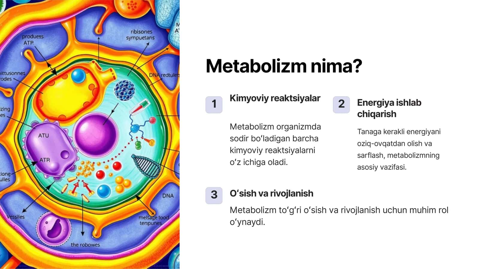 Metabolizm jarayonida energiya hosil bo'lishi va sarflanishi 3
