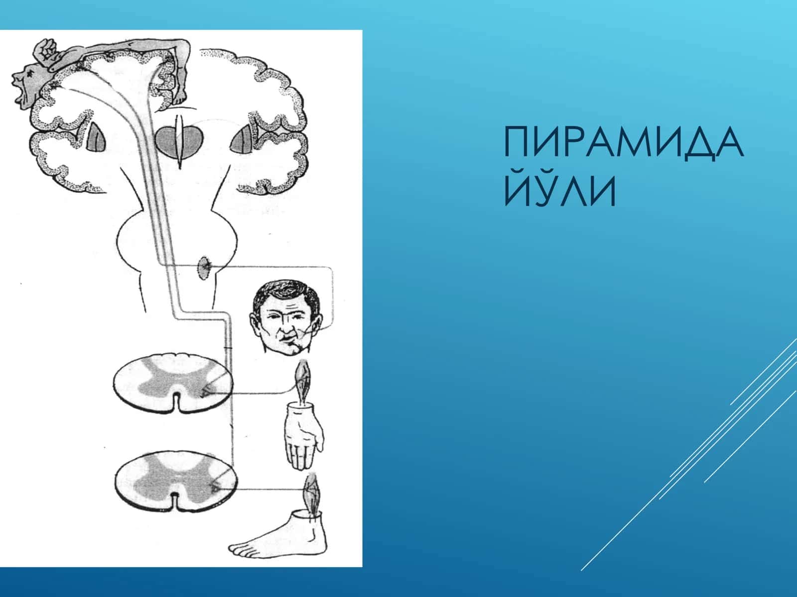 Ихтиёрий харакат тизими зарарланиш синдромлари 3