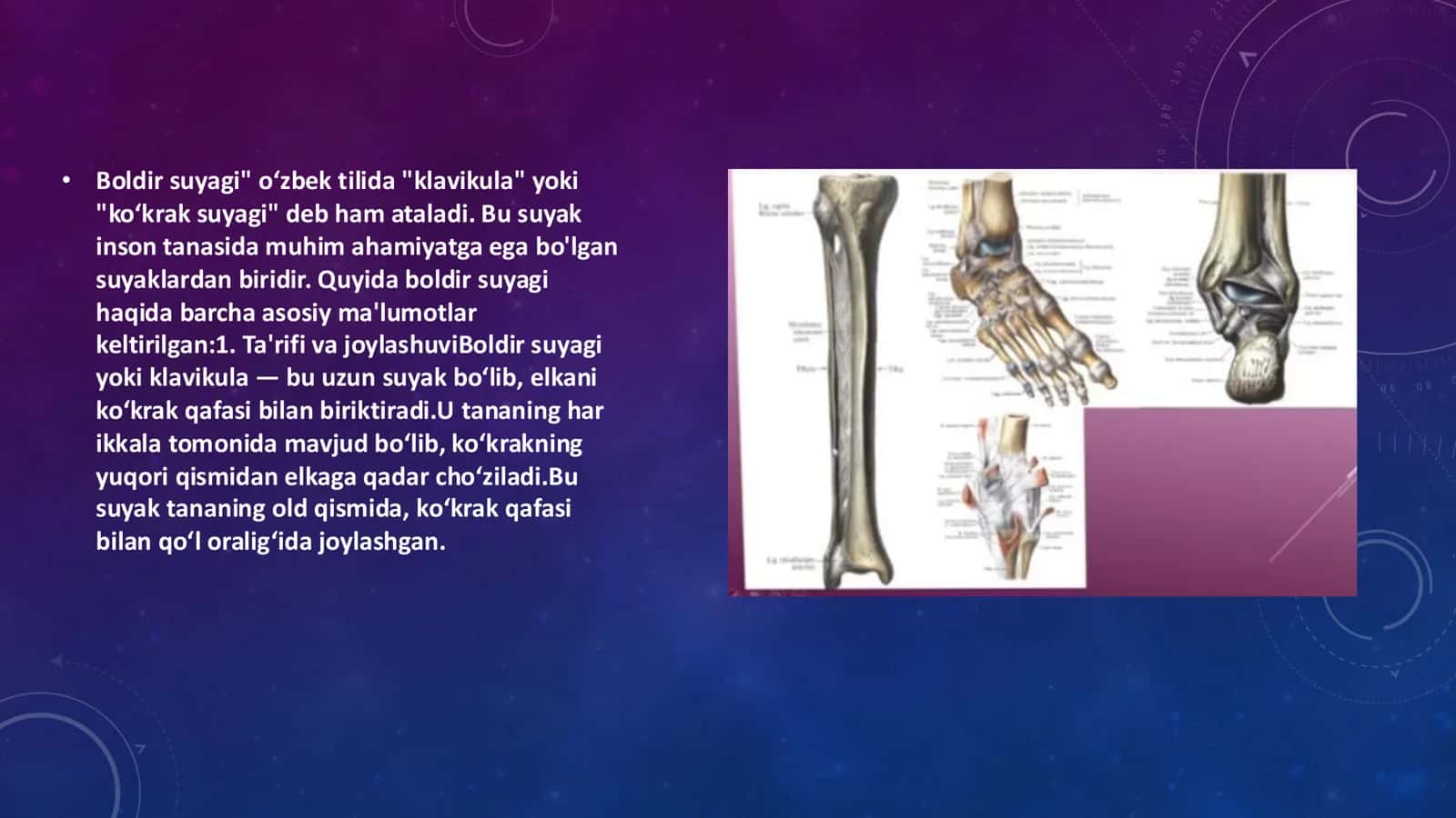 Boldir suyagi va panja 3