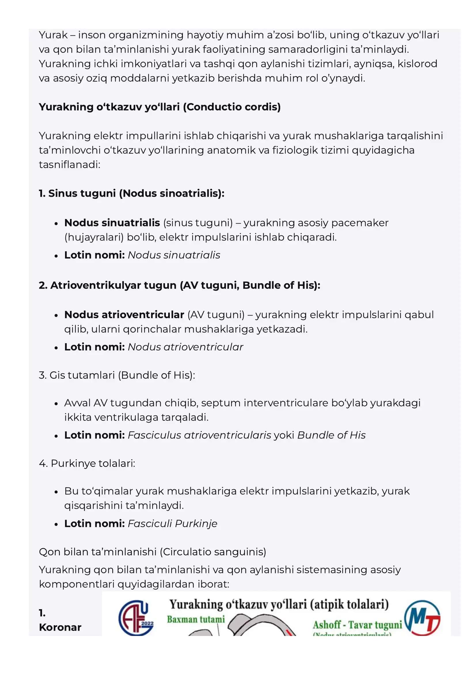 Yurakning utkazuv yullari va qon bilan taminlanishi 3