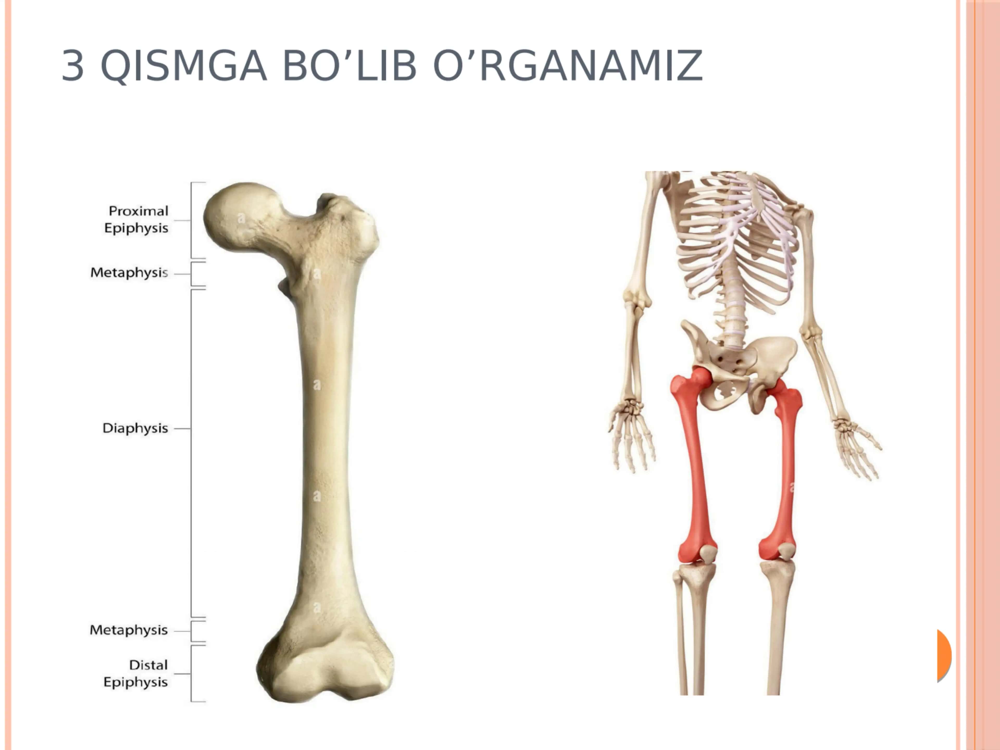 Skelet sistemasi 3