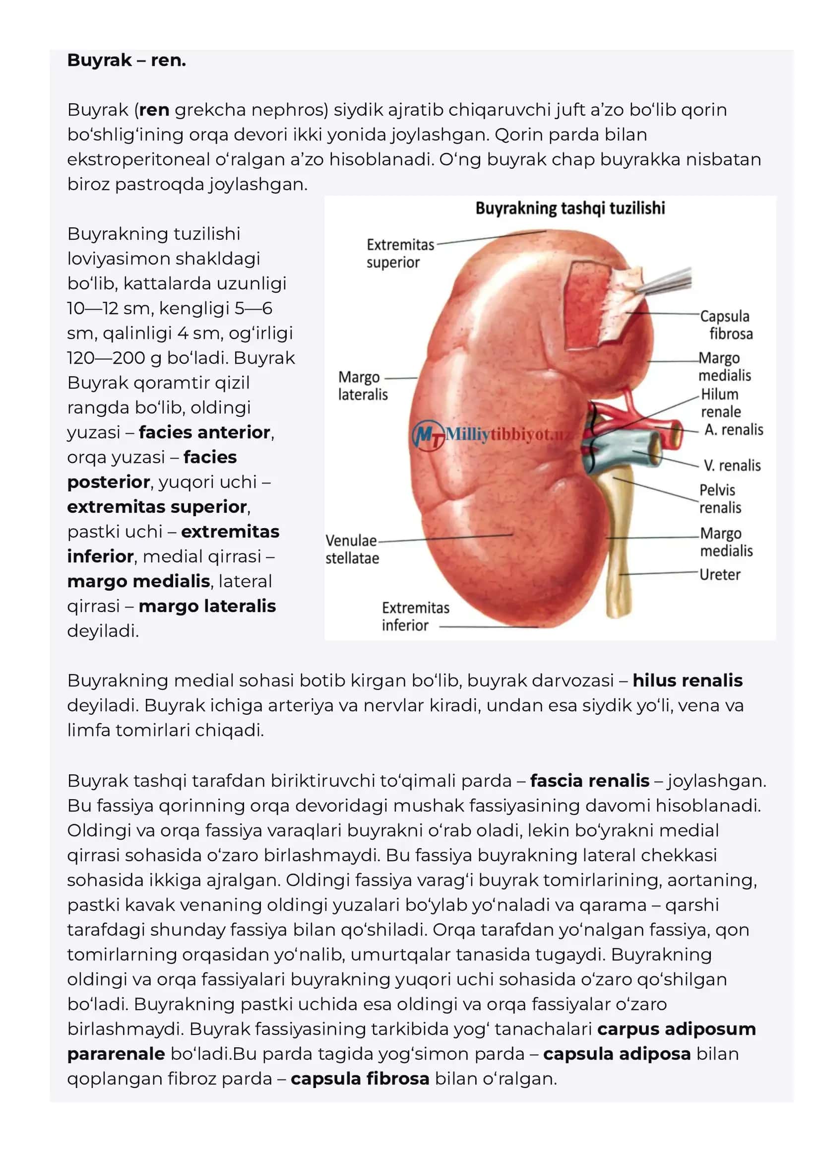Siydik chiqaruv azolari sistemasi Buyrak Siydik qopi SIYDIK CHIQARUV A’ZOLAR SISTEMASI (SYSTEMA UROGENITALE) 3