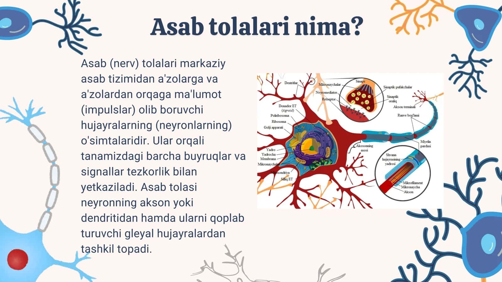 Asab tolalari va sinapslarining xossalarini oʻrganish 3