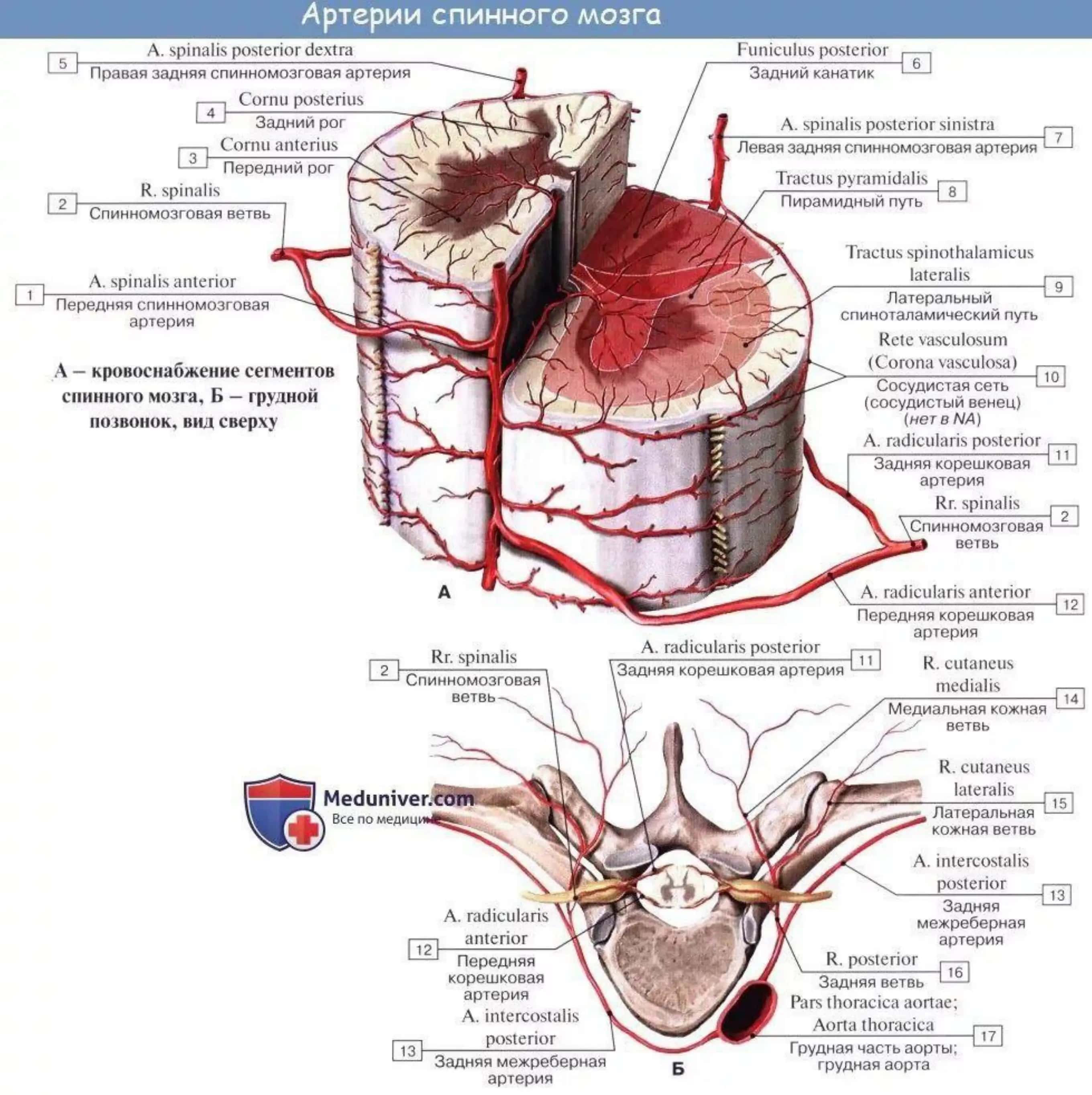 O‘mrov osti, qo‘ltiq osti va qo‘l arteriyalari 3