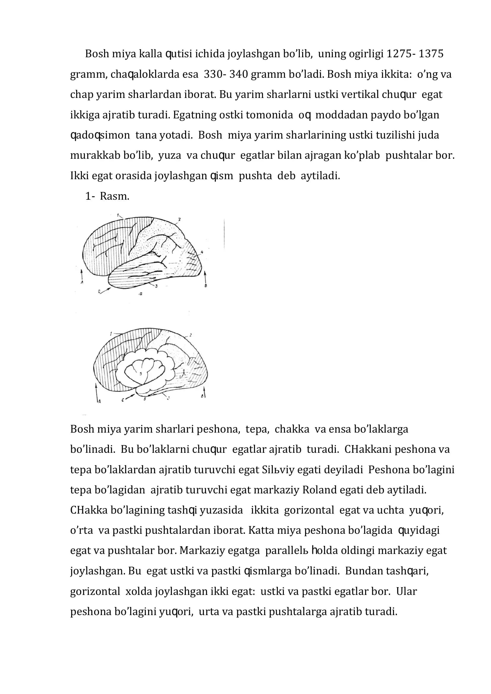 "Bosh miyaning anatomik tuzilishi" 3