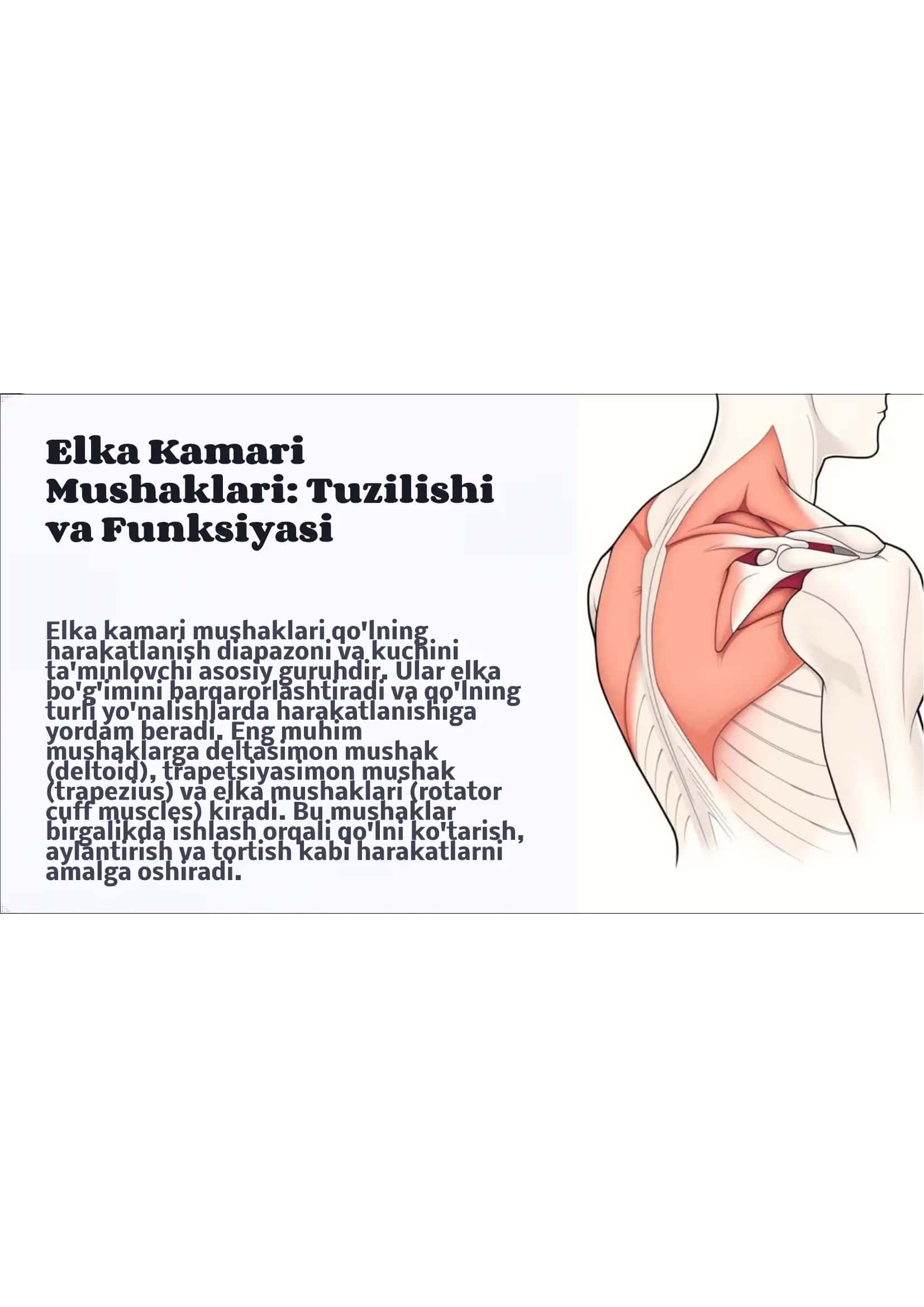 elka bilak va qo'l kaft mushaklari 3