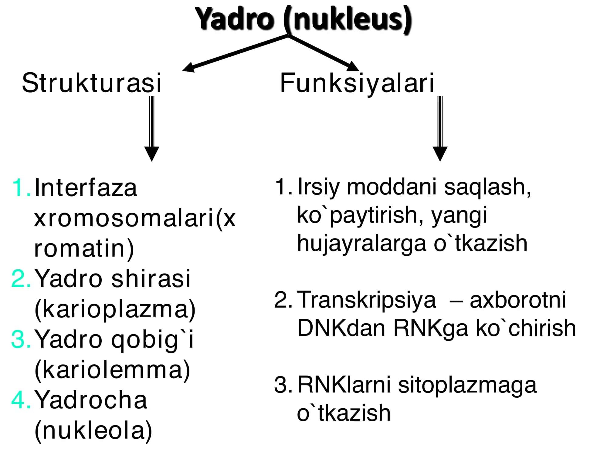 Hujayra yadrosi 3