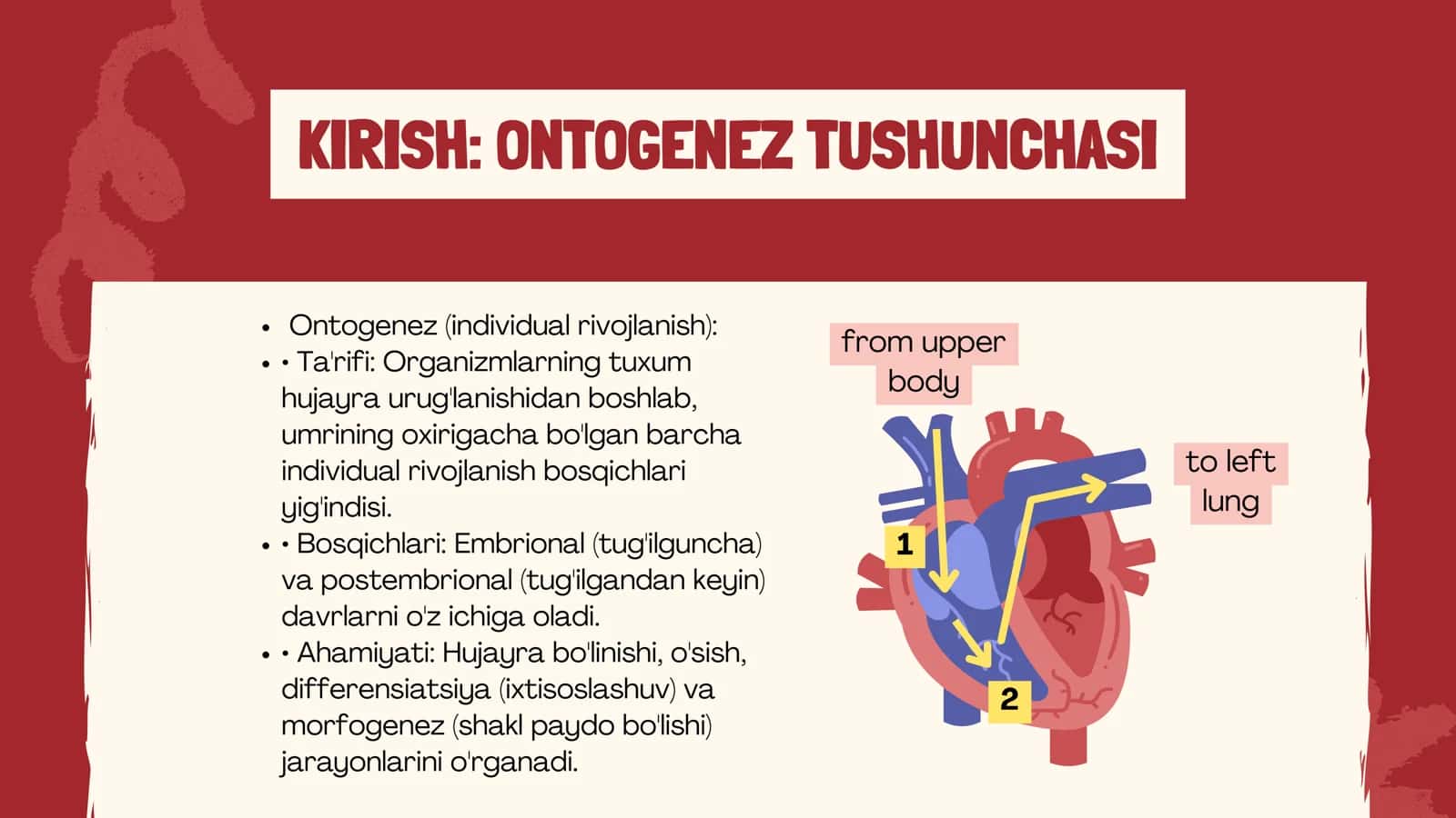 YURAK-QON TOMIRLAR VA ENDOKRIN TIZIMINING ONTO-FILOGENEZI 3
