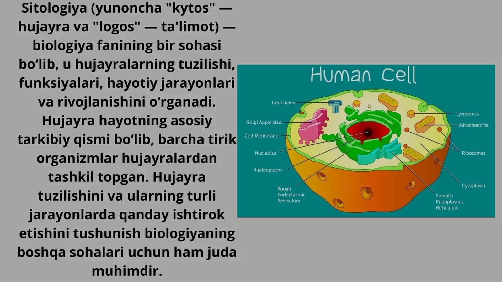 Sitologiya hujayra organoidlari 3