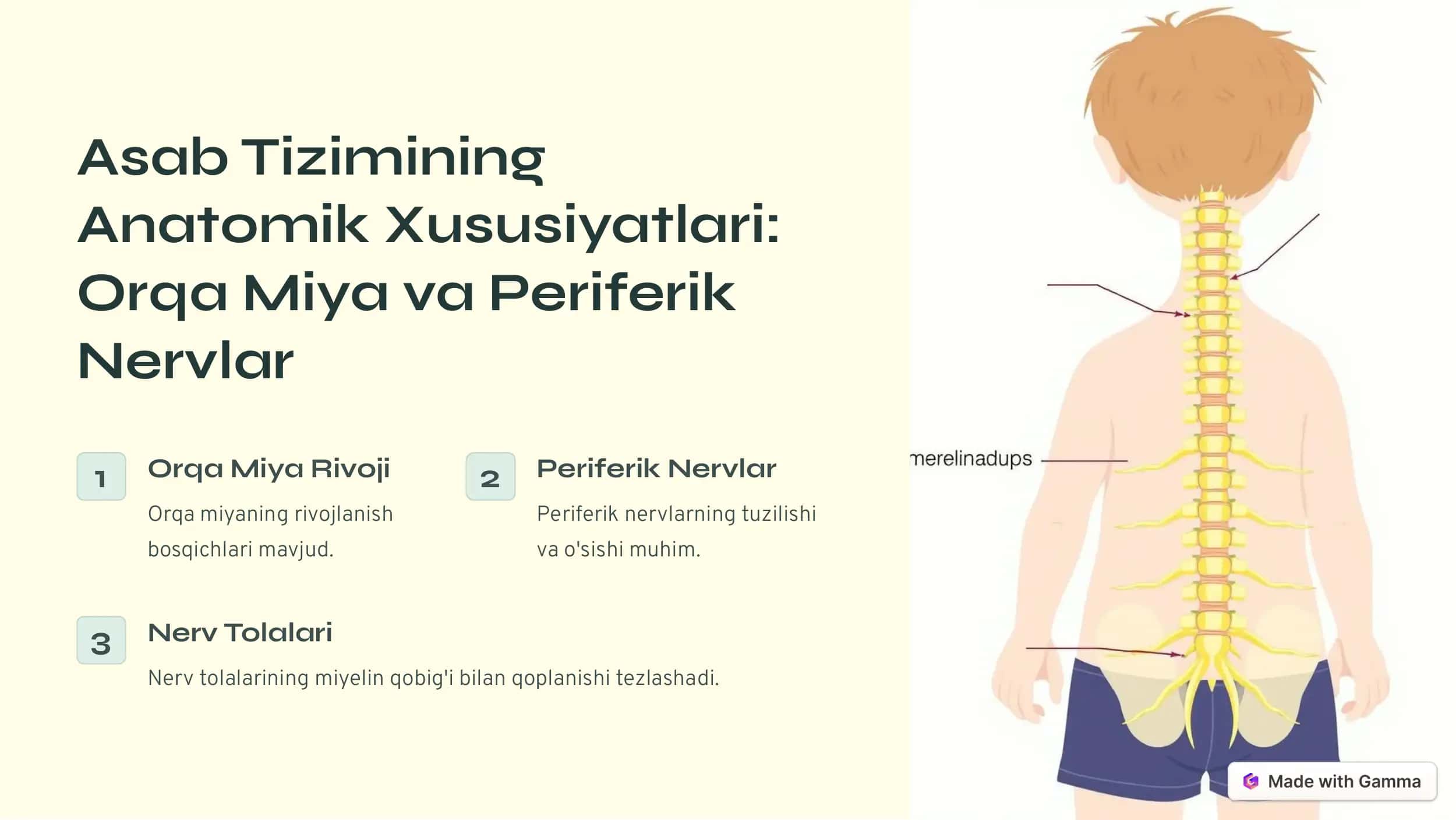 Bolalarda Asab Tizimining Anatomofiziologik Xususiyatlari 3