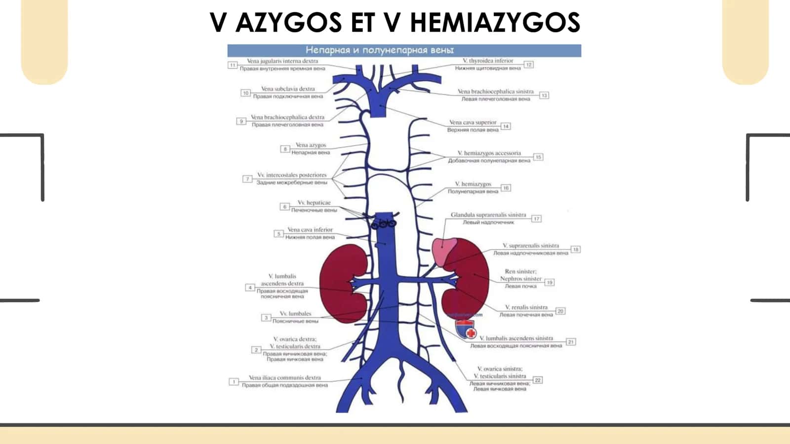 YUQORI KOVAK VENA V AZYGOS ET HEMIAZYGOS VENALARI INTERCOSTALES ANTERIOR ET POSTERIOR VV VERTEBRALES V.BRACHICEOHALICA DEXTRA ET SINISTRA V.SUBCLAVIA 3