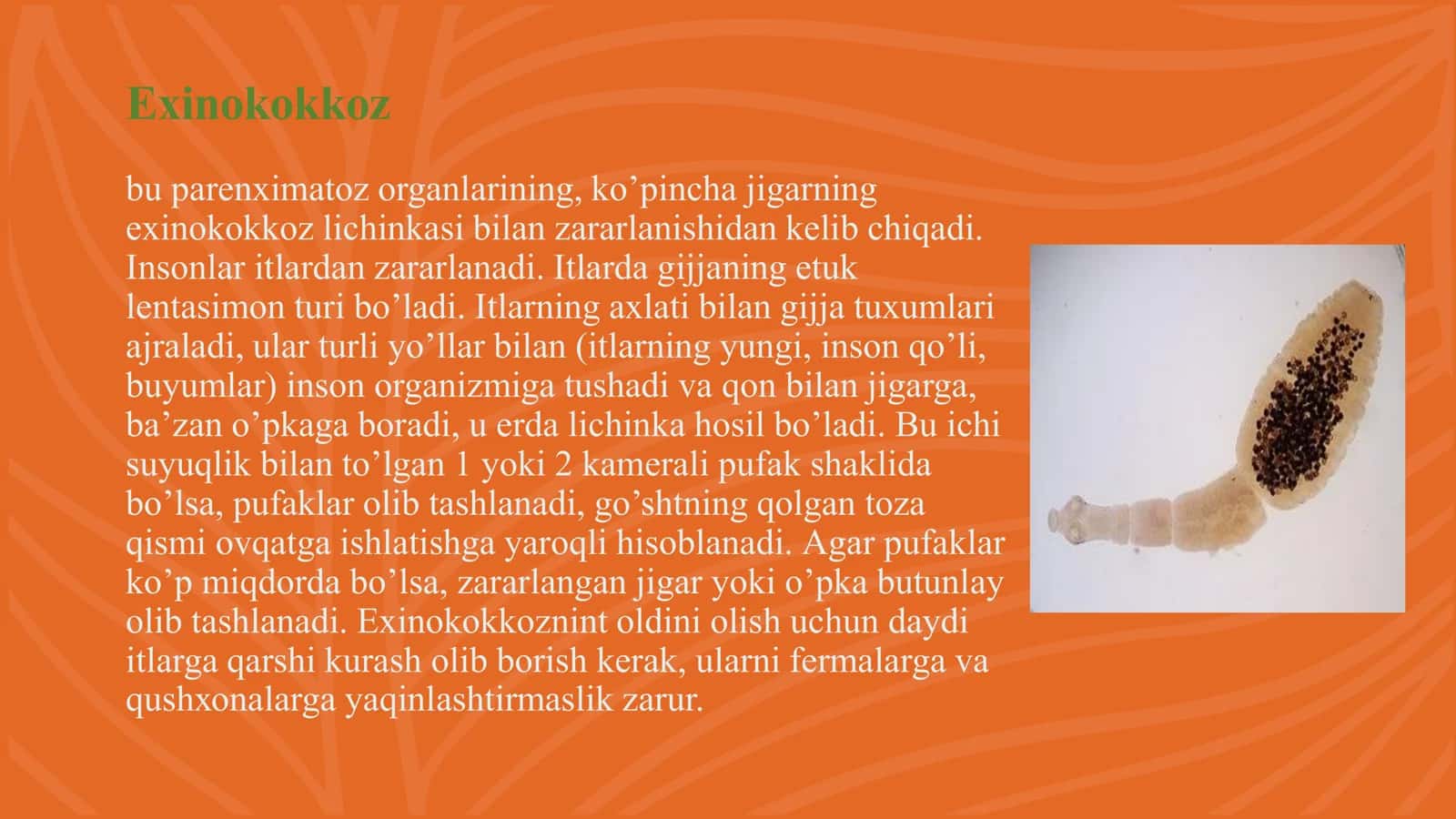 Goshtdan o`tuvchi yuqumli kasaliklar 3