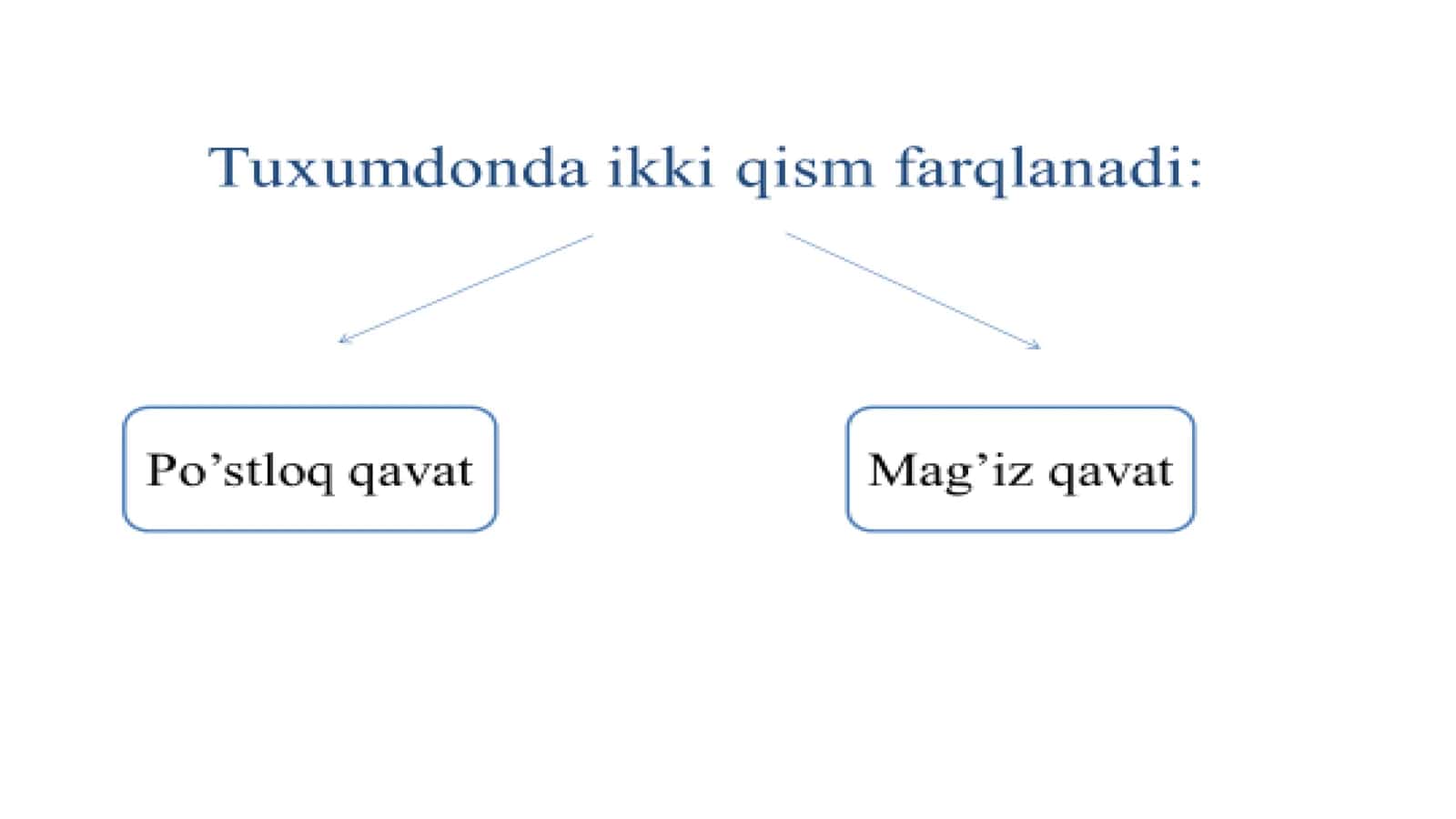 Tuxum hujayralarning tuzilishi va ovogenez 3