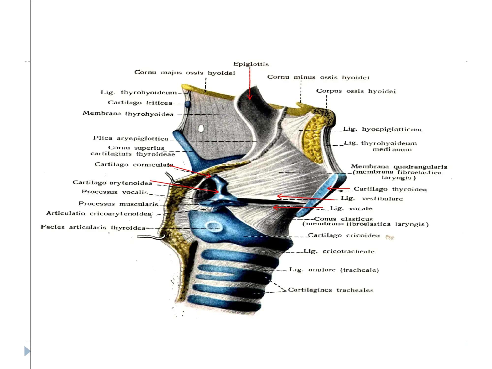 АНАТОМО-ФИЗИОЛОГИЯ 3