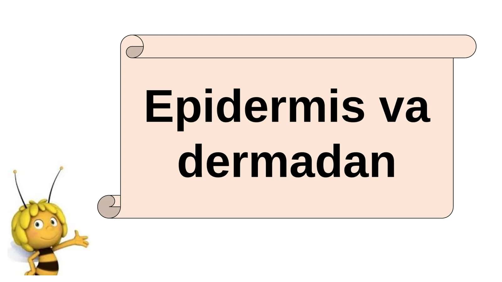11-Sinf Biologiya: “Hayvonlarning Nafas Olish Organlari Evolyutsiyasi” Taqdimot 3
