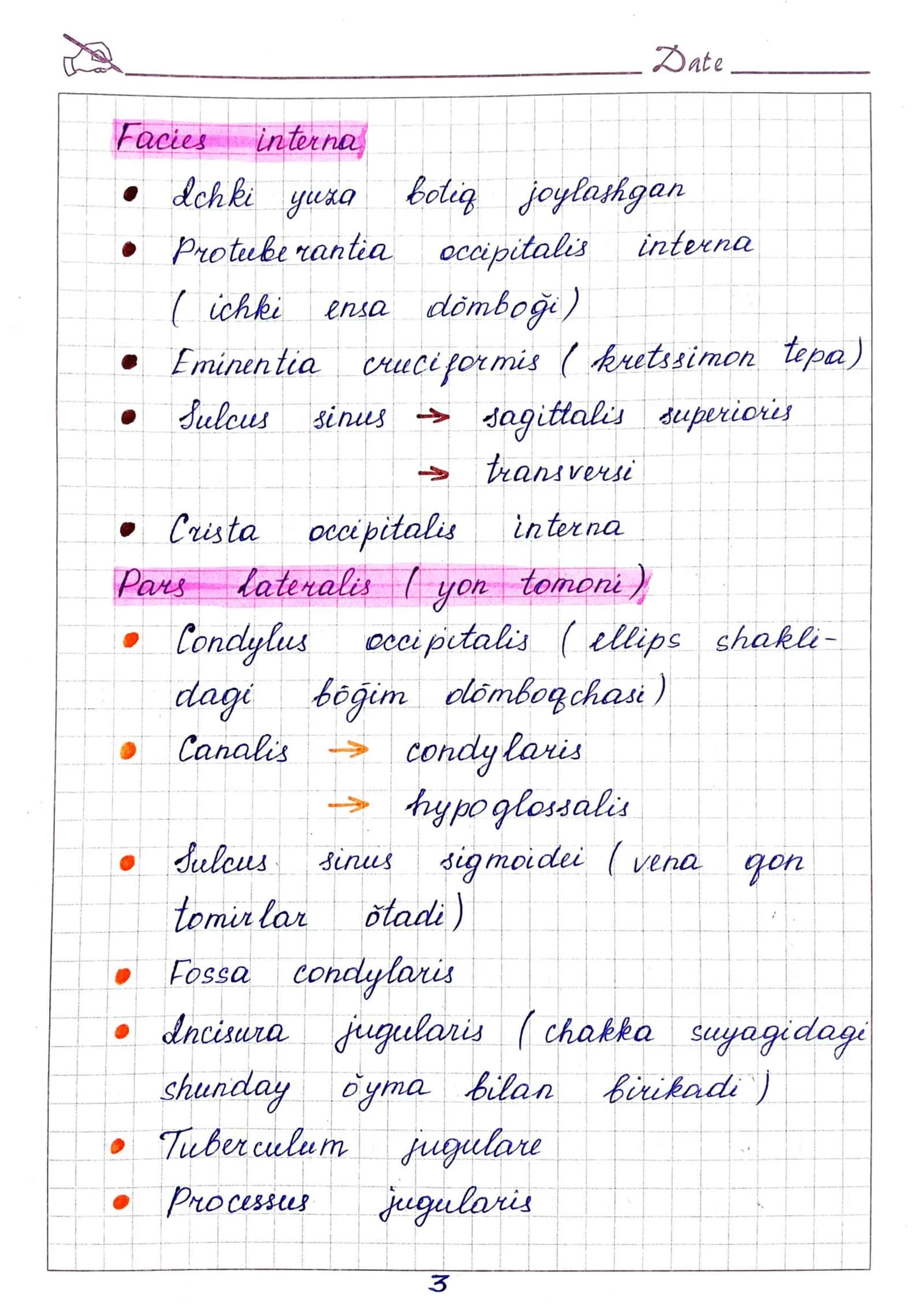 Ensa, ponasimon, peshona, g'alvirsimon, dimog' suyaklari anatomiyasi 3