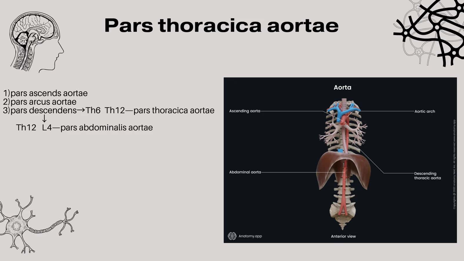 Koʻkrak va qorin aortasi:Asosiy tarmoqlari,ichki aʼzolarni qon bilan taʼminlanishi 3