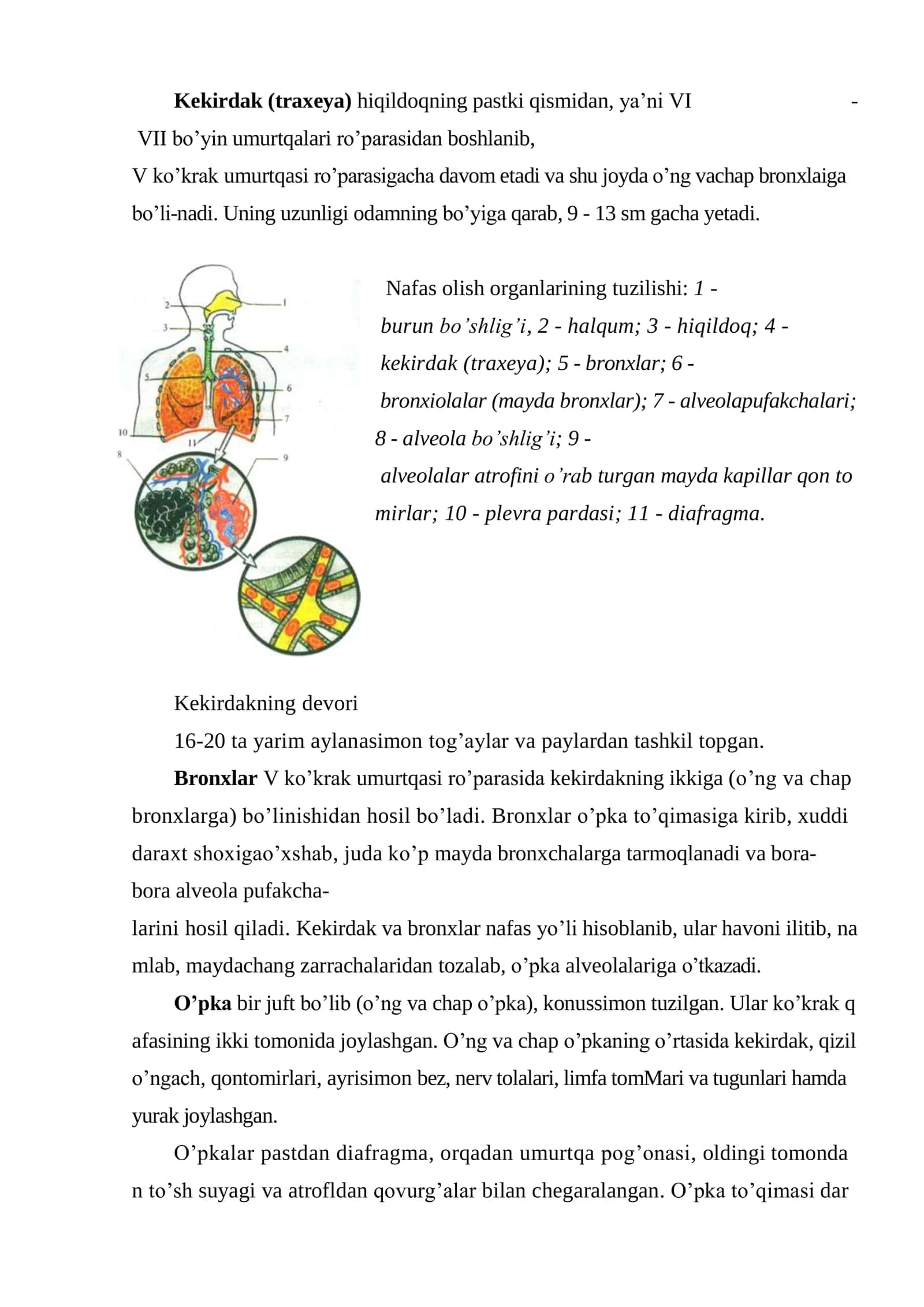 Nafas olish organlarining tuzilishi 3