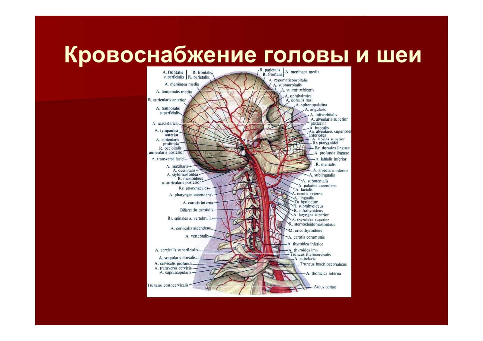 Инсульт Острые нарушения мозгового кровообращения 3