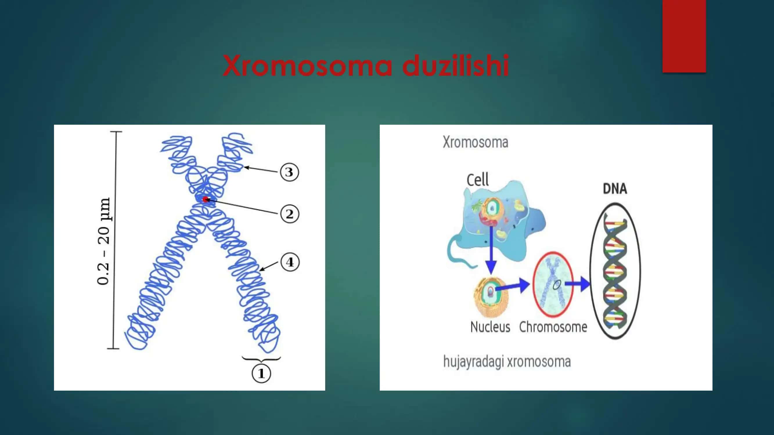 Tiri organizmler Xromosomalariniñ duzilishi, sani hám genetik kartalastriwdaği áhmiyeti 3