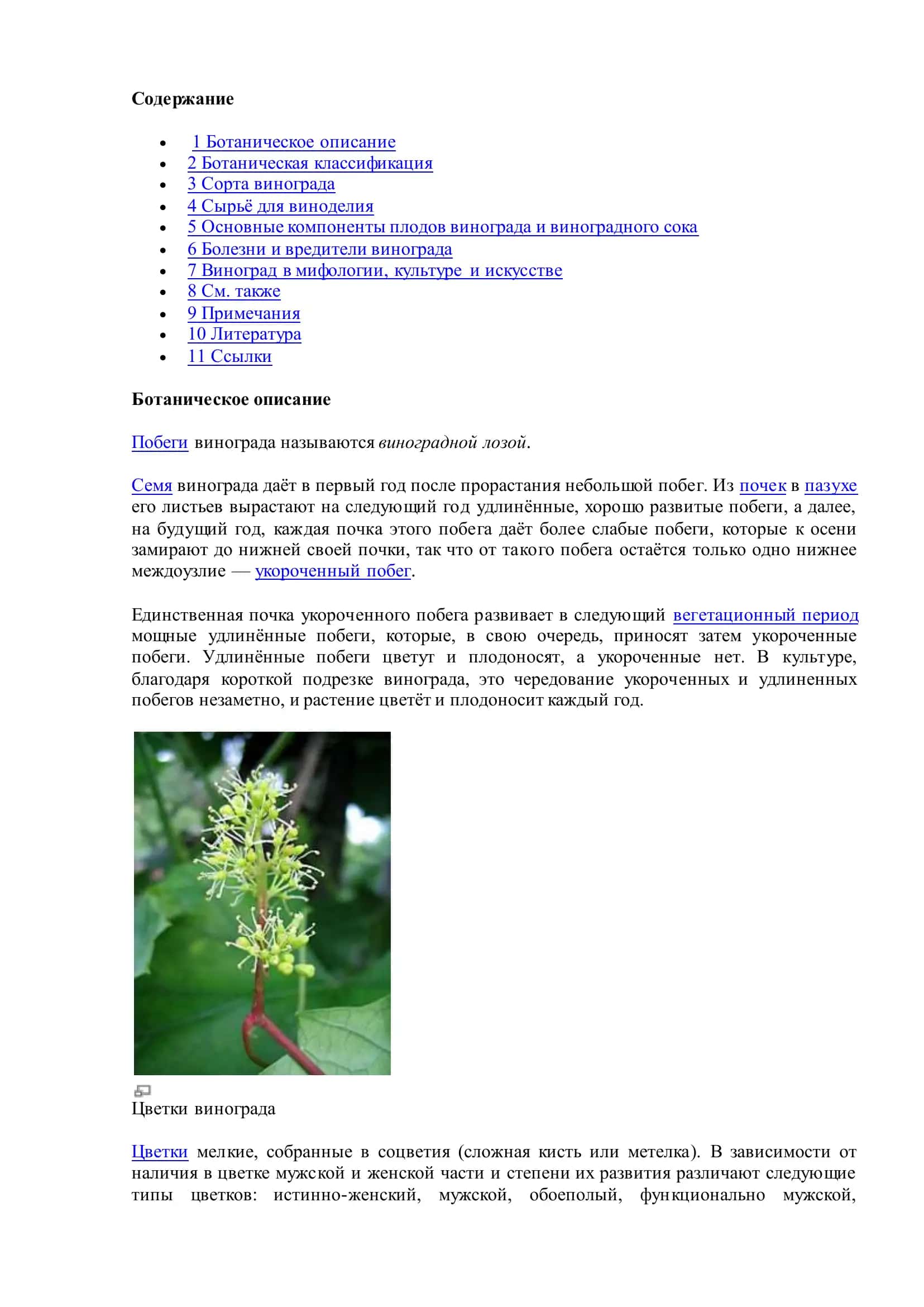 Реферат: Польза и вред винограда 3