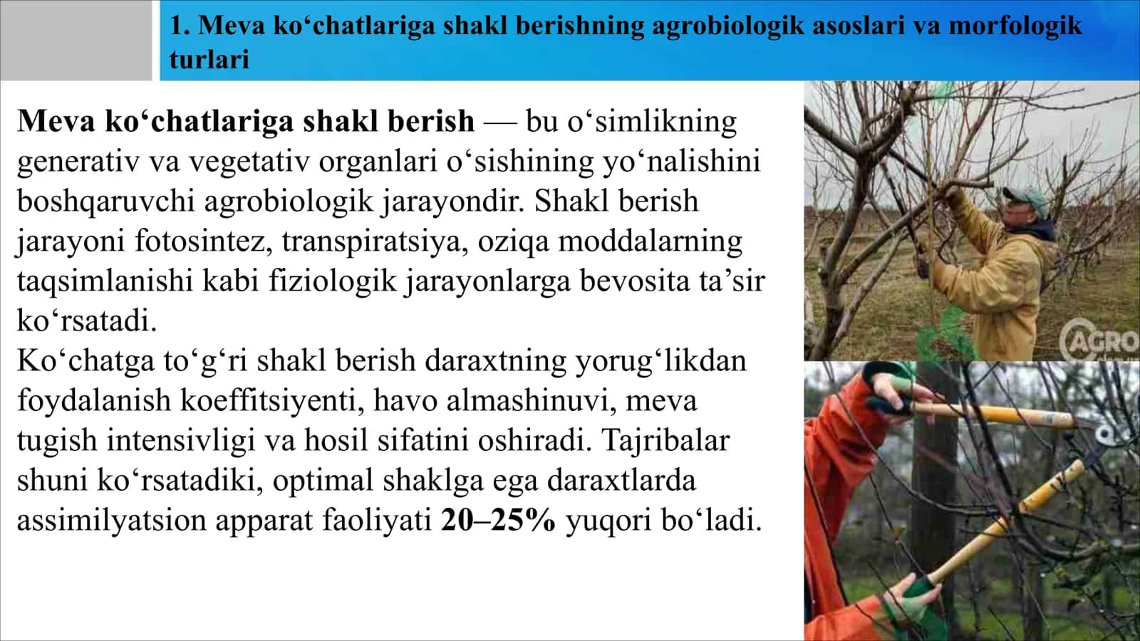 Meva ko‘chatlariga shakl berish, ularni parvarish qilish 3